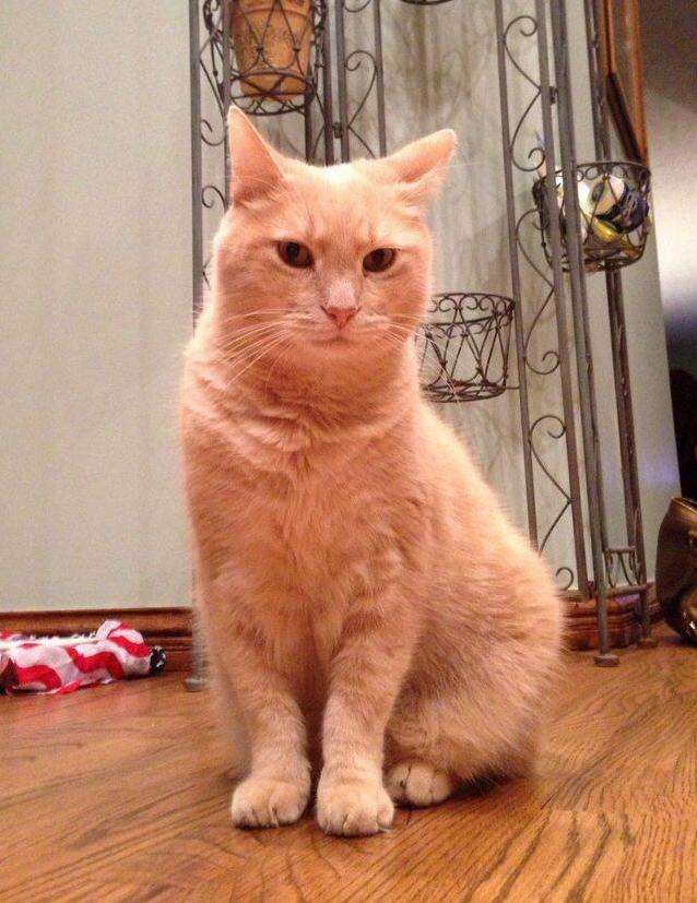 Rest in Peace Cosmo