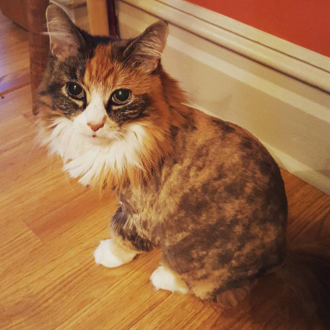 Rockin That Summer Doo