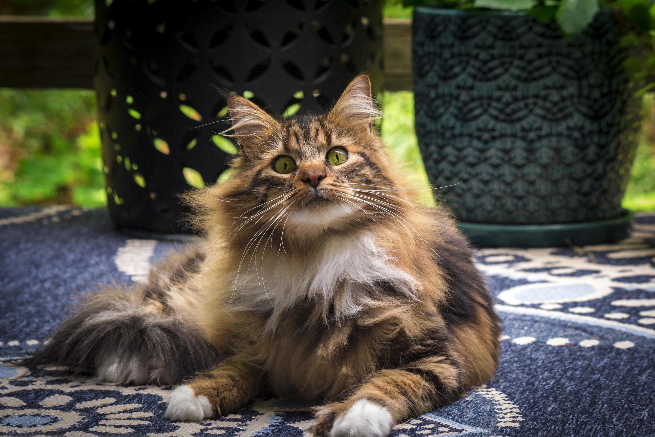 Ruckus Today on the Deck.