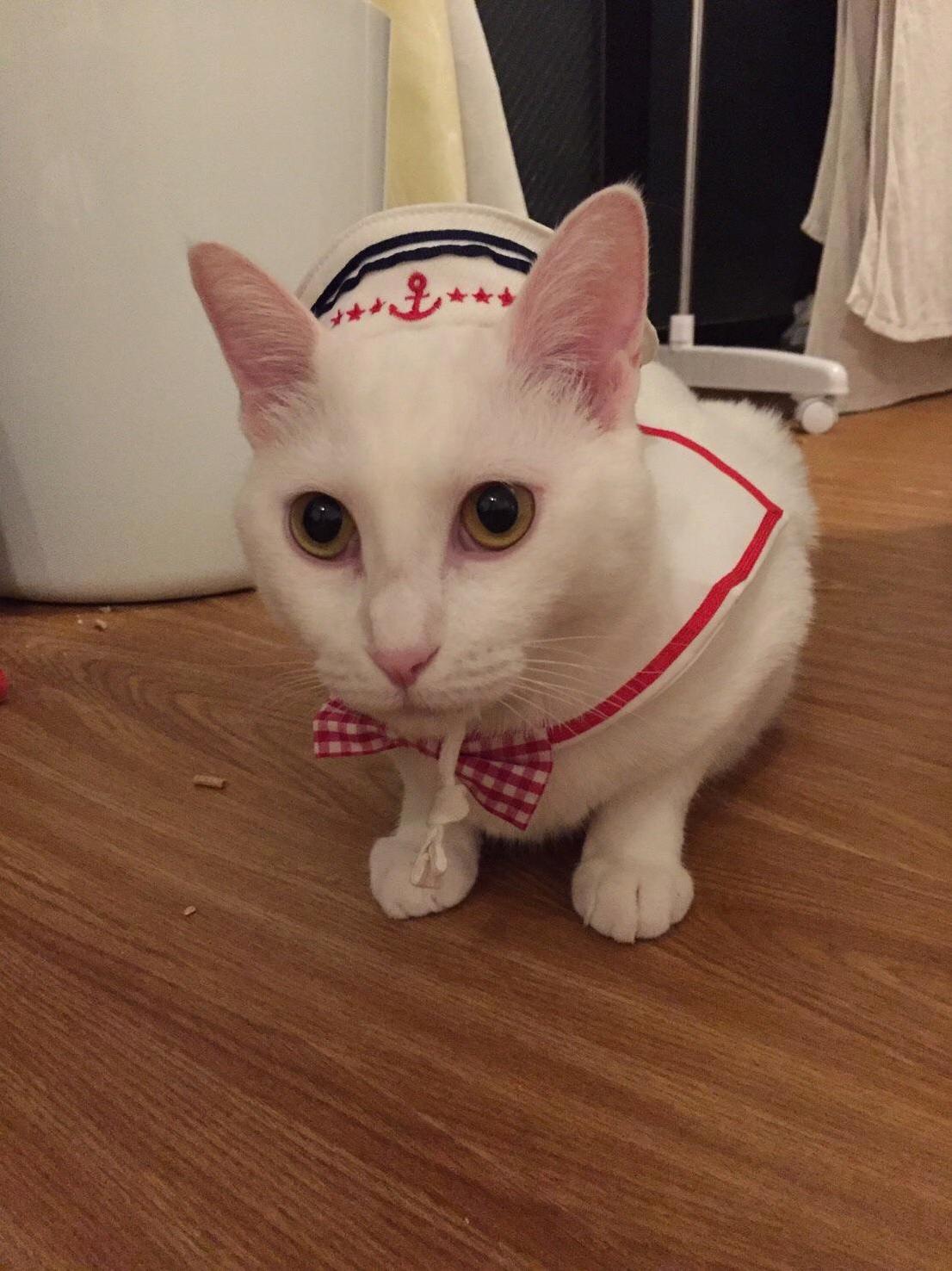 Sailor Alice