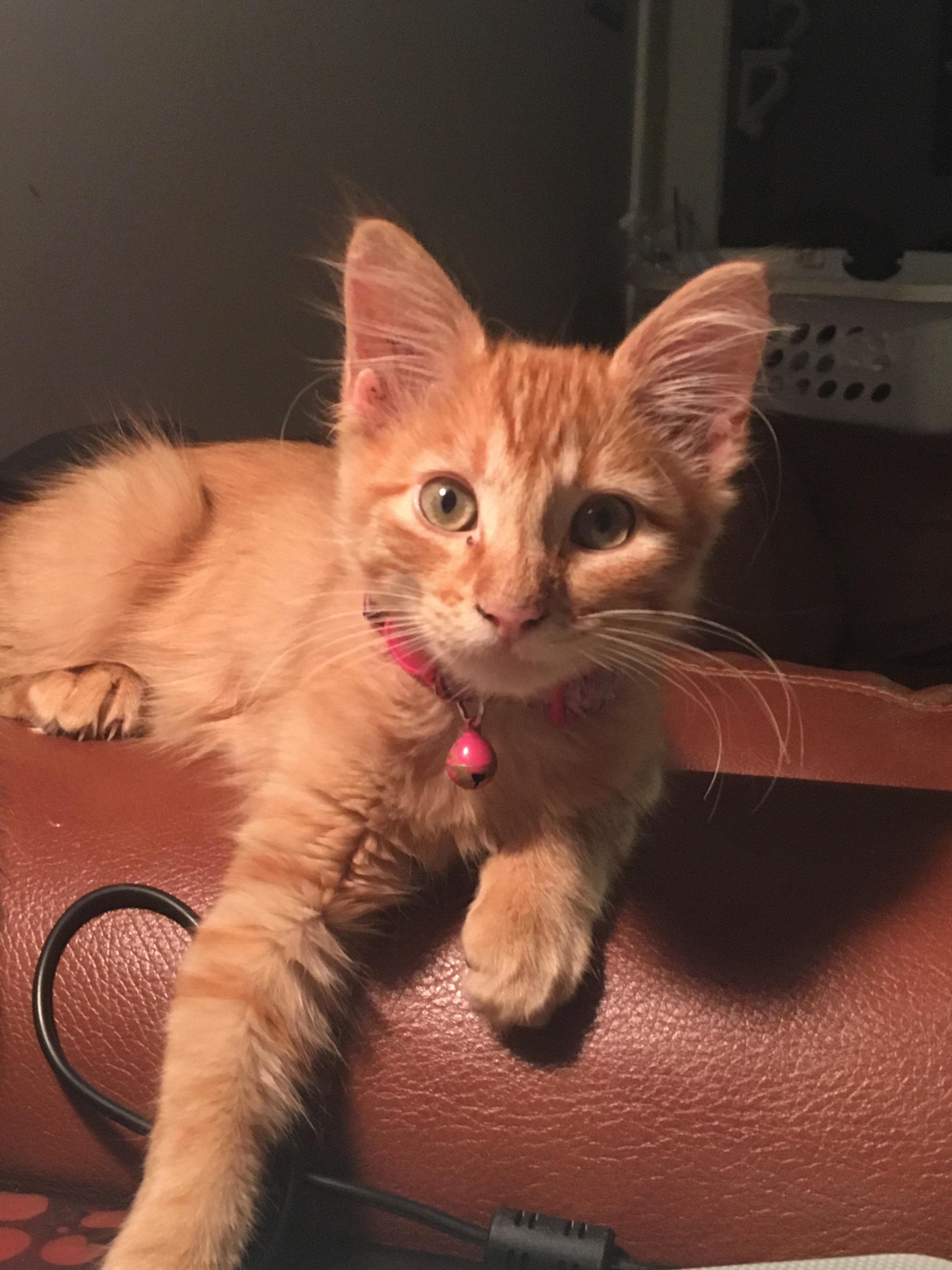 Say Hello to the Kitty We Rescued from a Lady Who Was Allergic. Her Name Is Bastet. Shes Pretty.