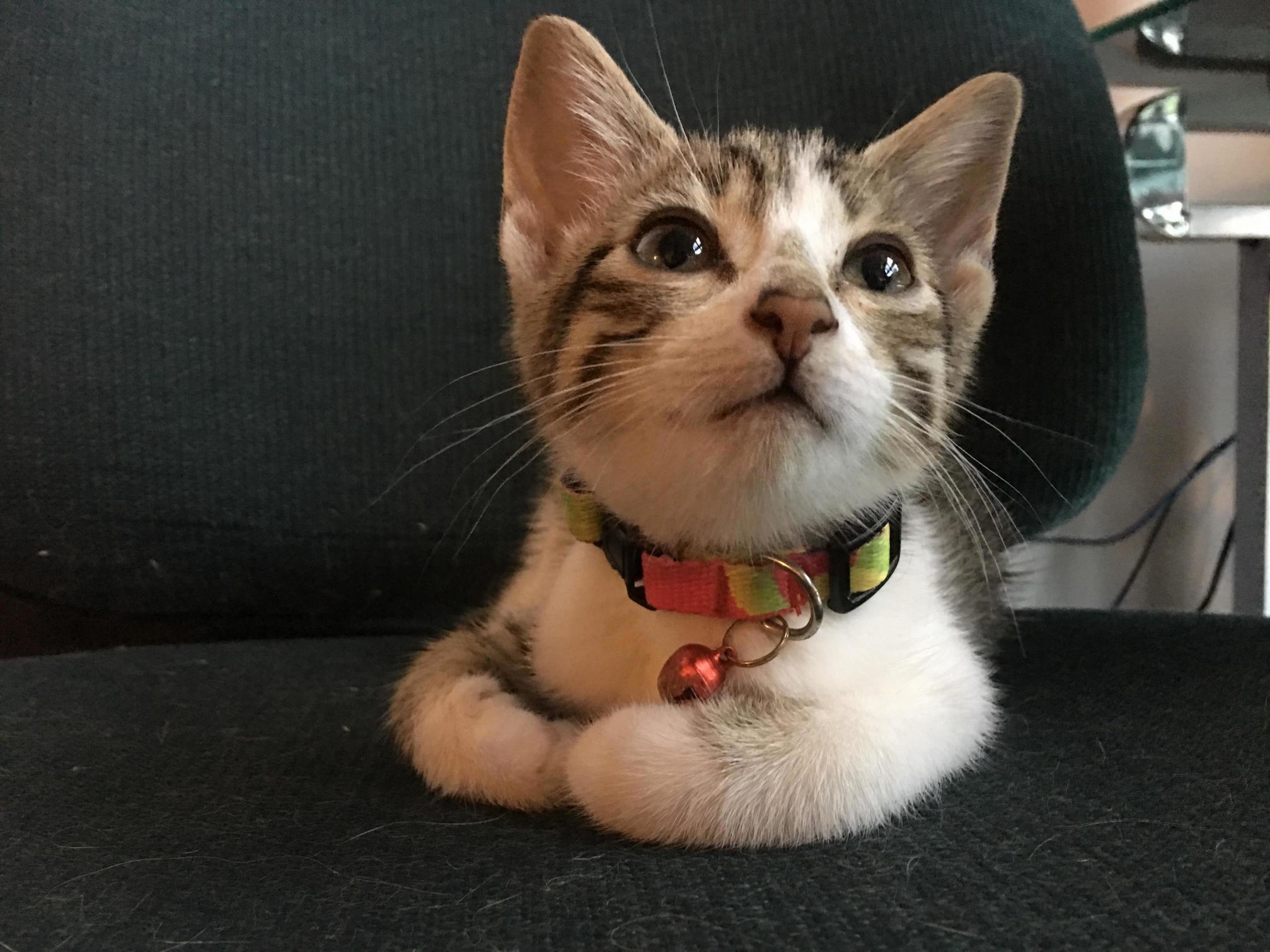 She Has Almost Perfected the Art of the Loaf.