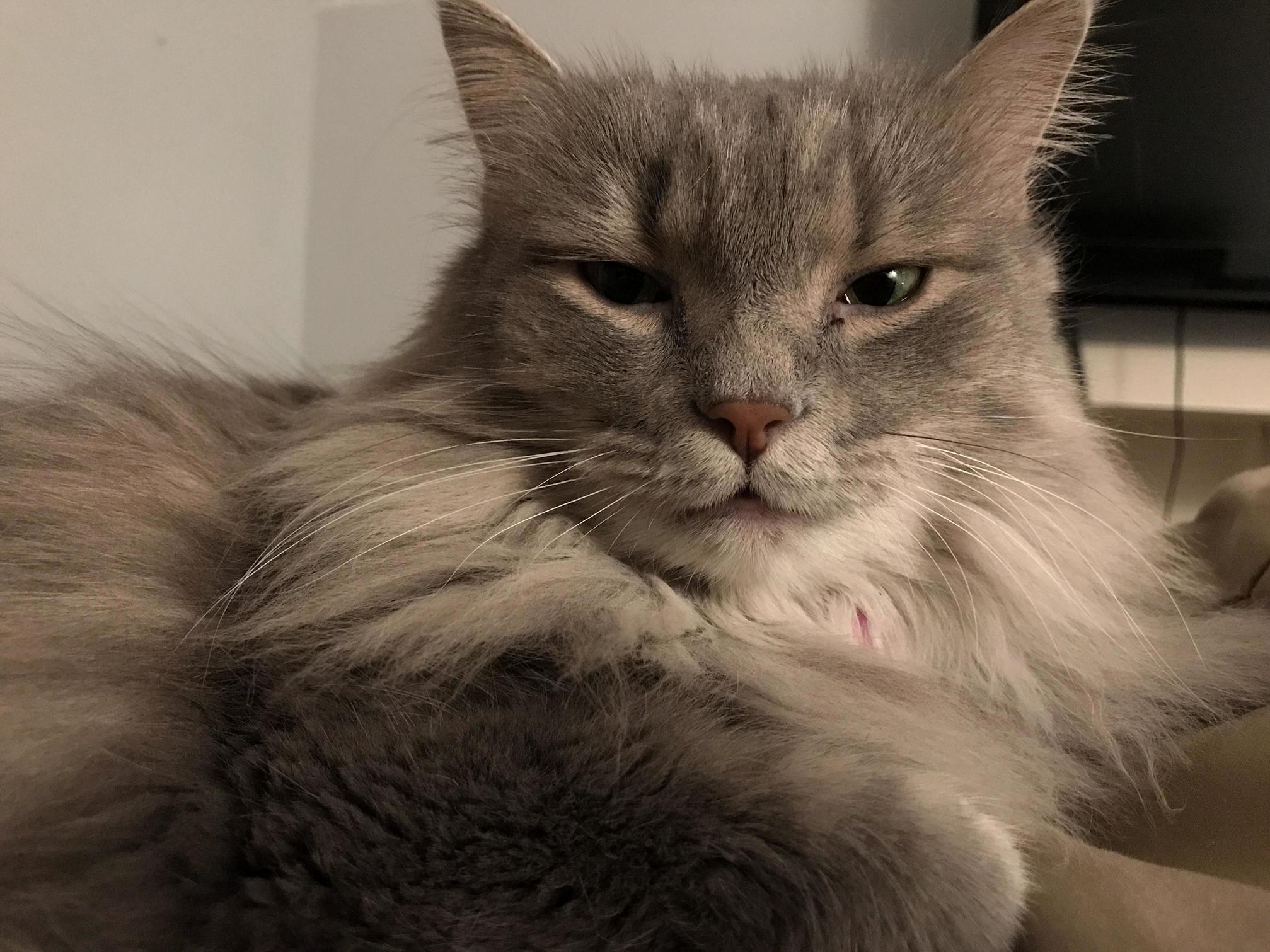 She Roars at Me Everyday When I Get Home from Work Until I Watch Her Eat.