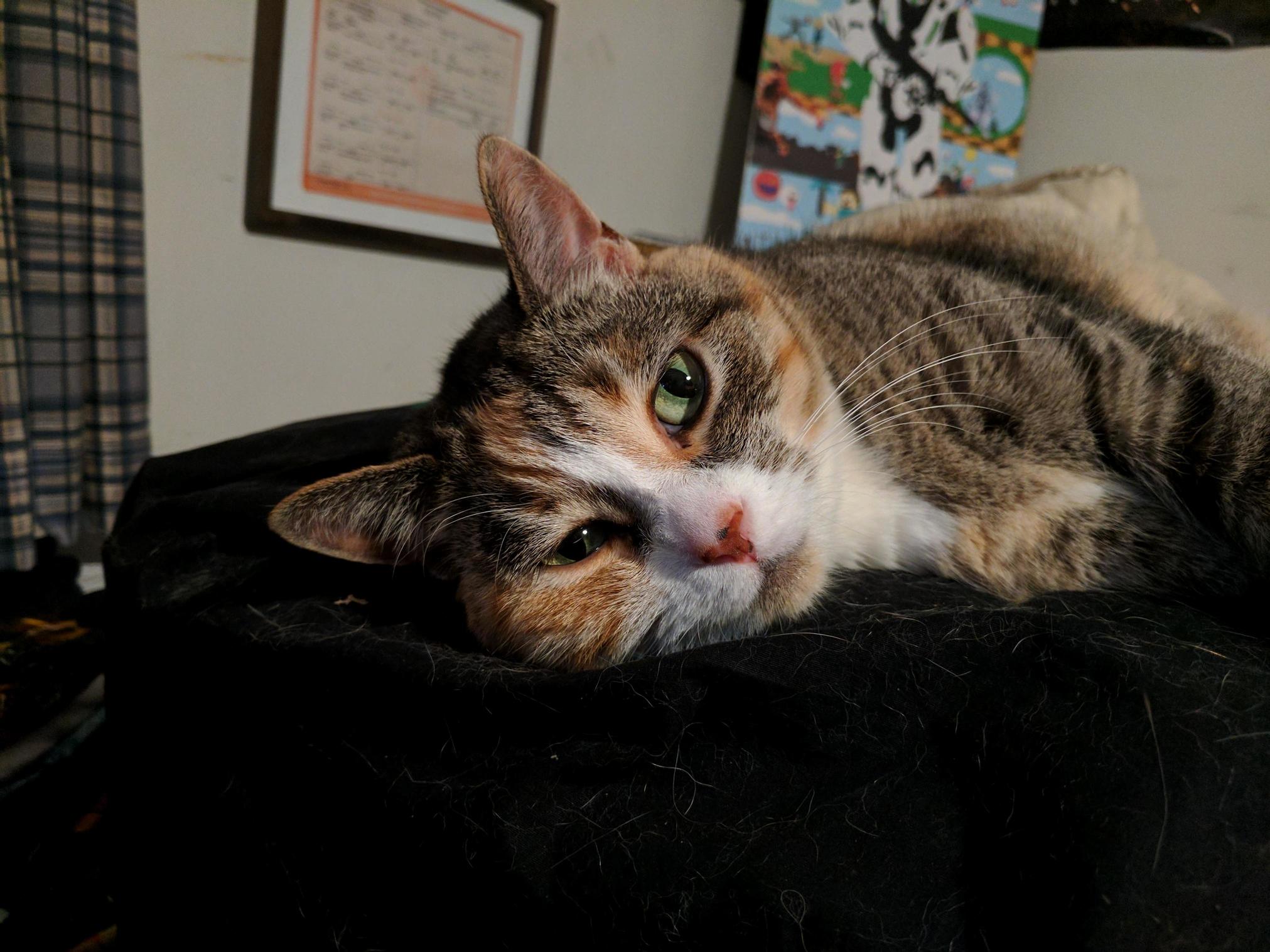 Shes 1 of 5 but She Was the First. Leslie Will Always Have My Heart. She Just Turned 6 Yo