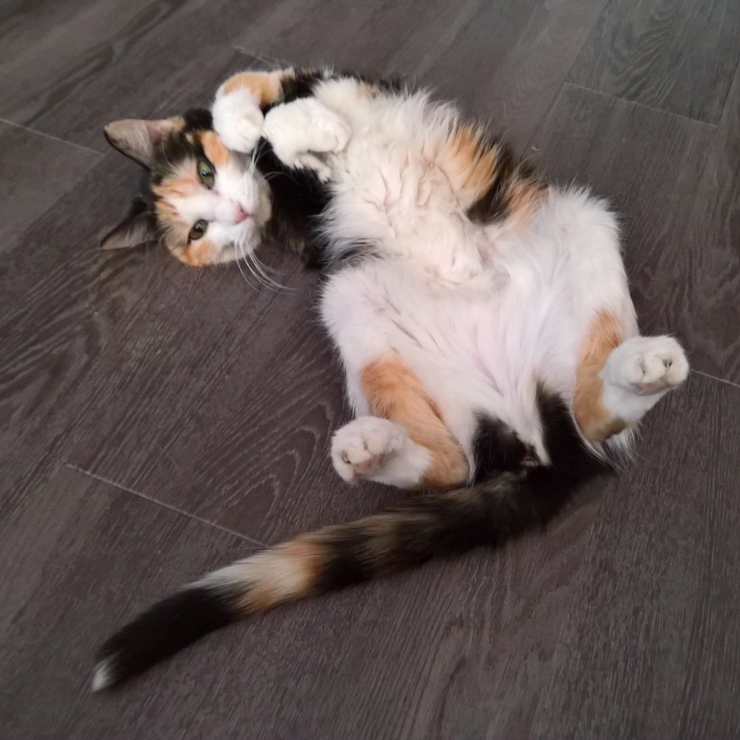 Skinny Cat Is Filling Out. Dat Fluffy Belly.