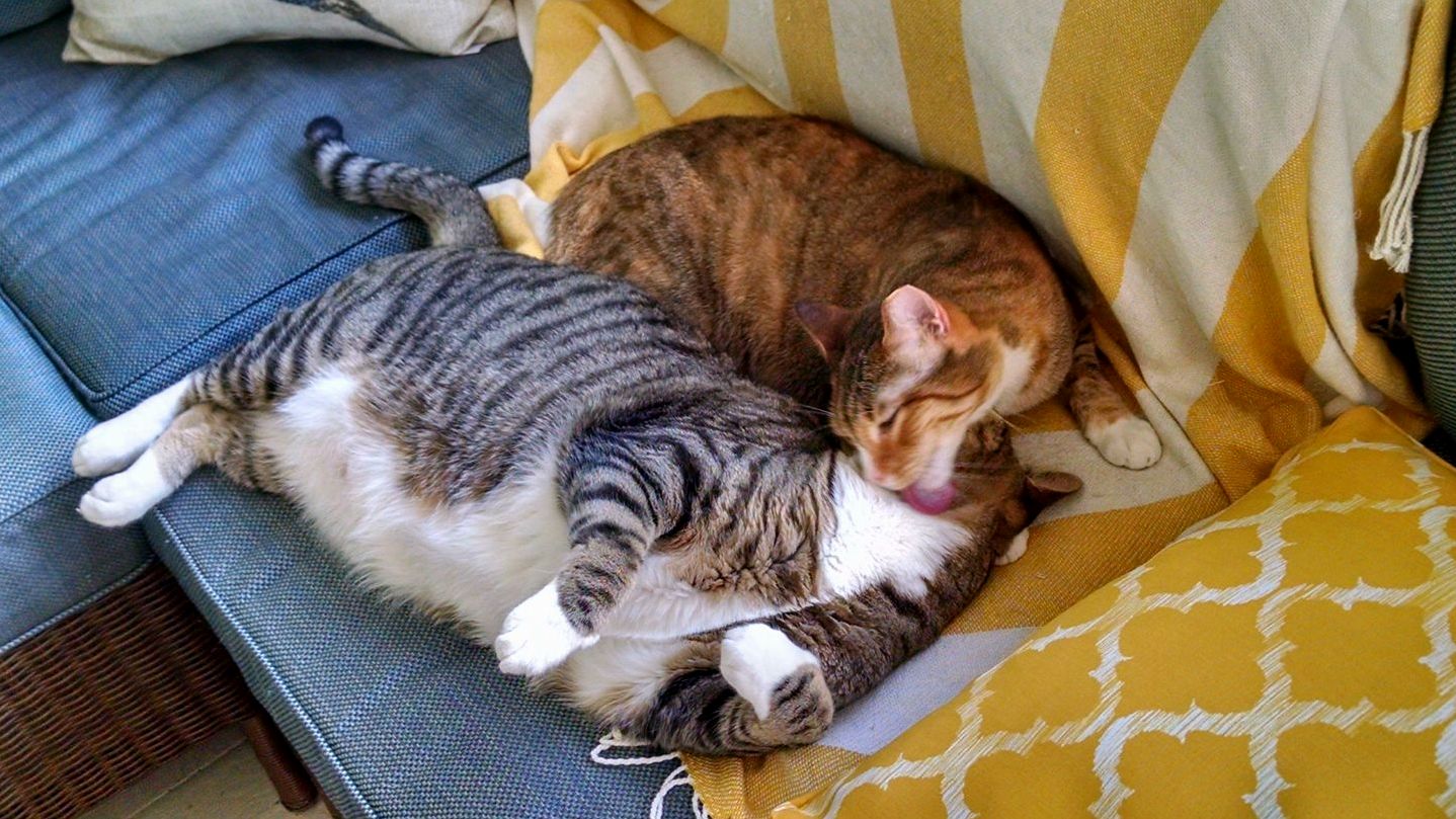Sometimes You Need a Buddy to Clean Those Hard-to-reach Spots