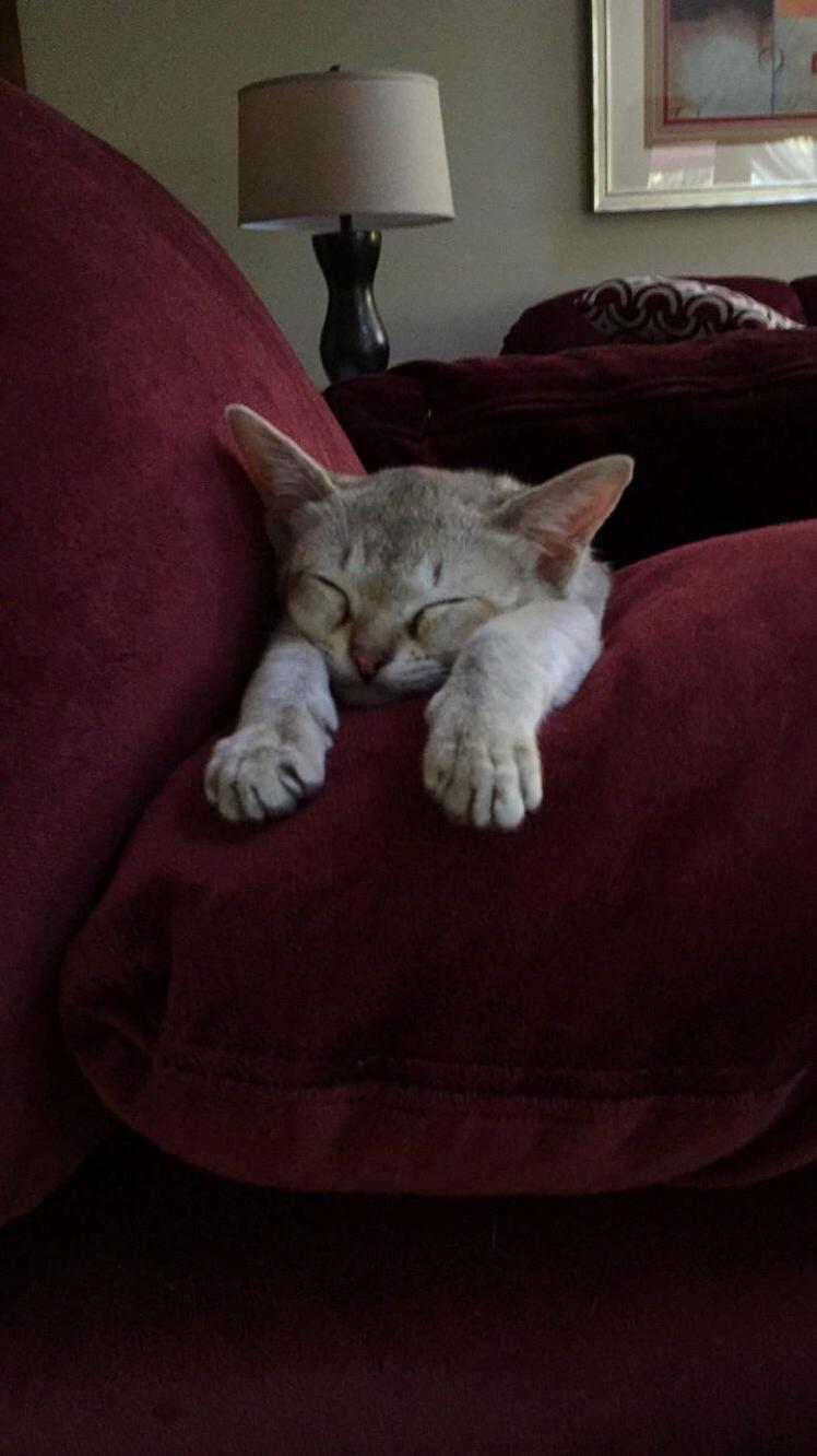 Speedy Decided to Nap Like This Singapura