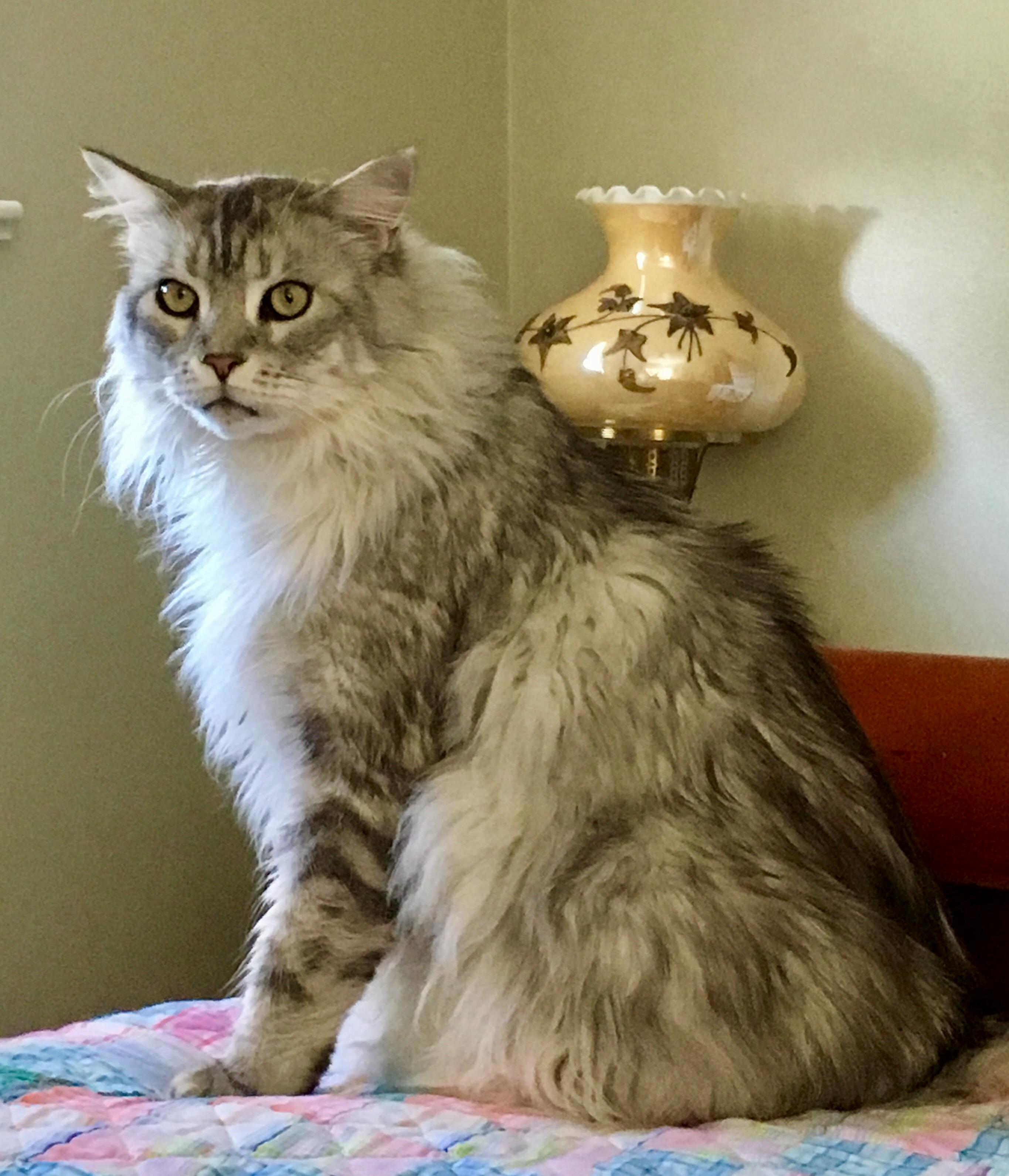 Stamford Is the King of the Castle