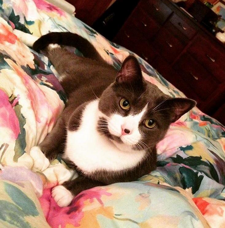Such a Handsome Cat
