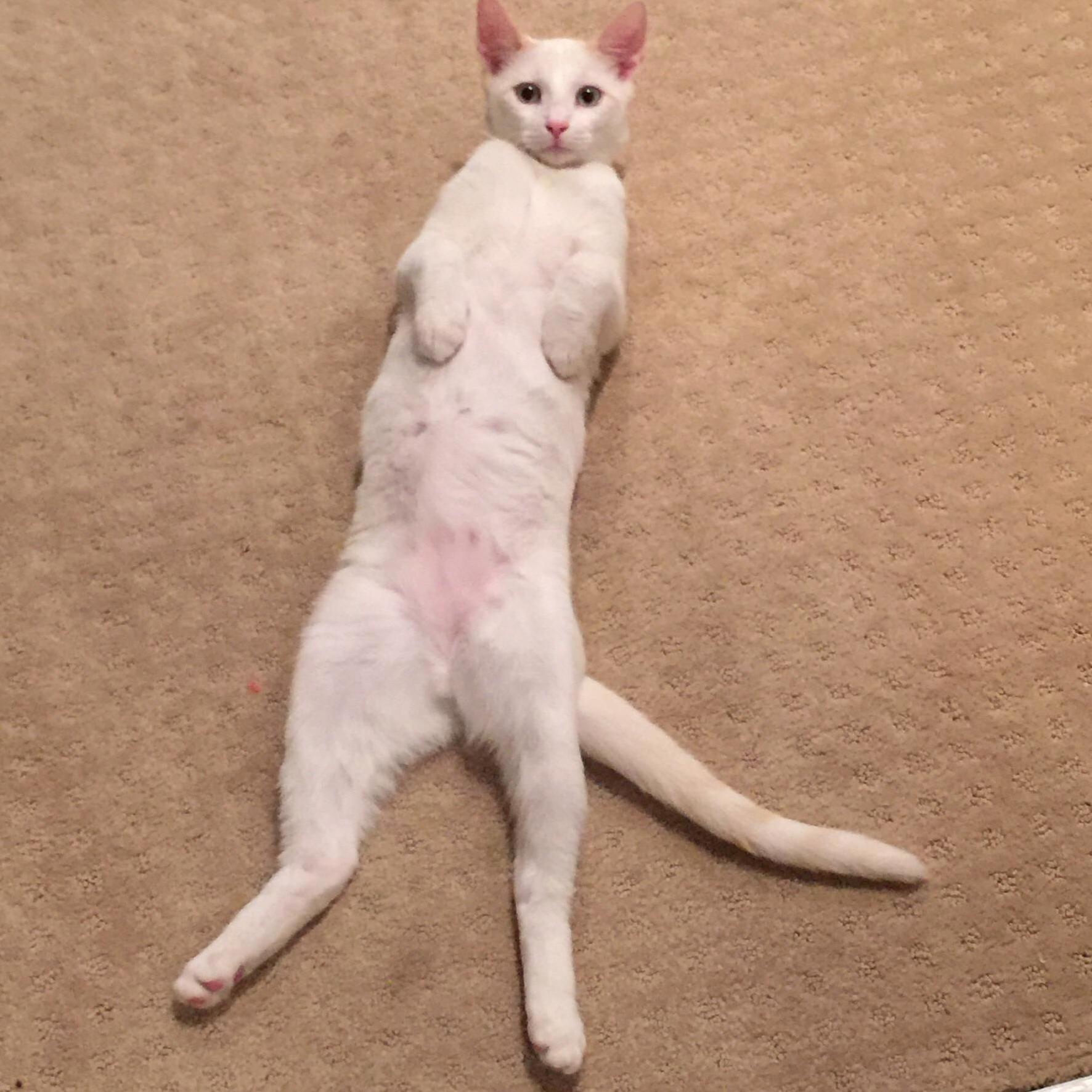 Sup Girl