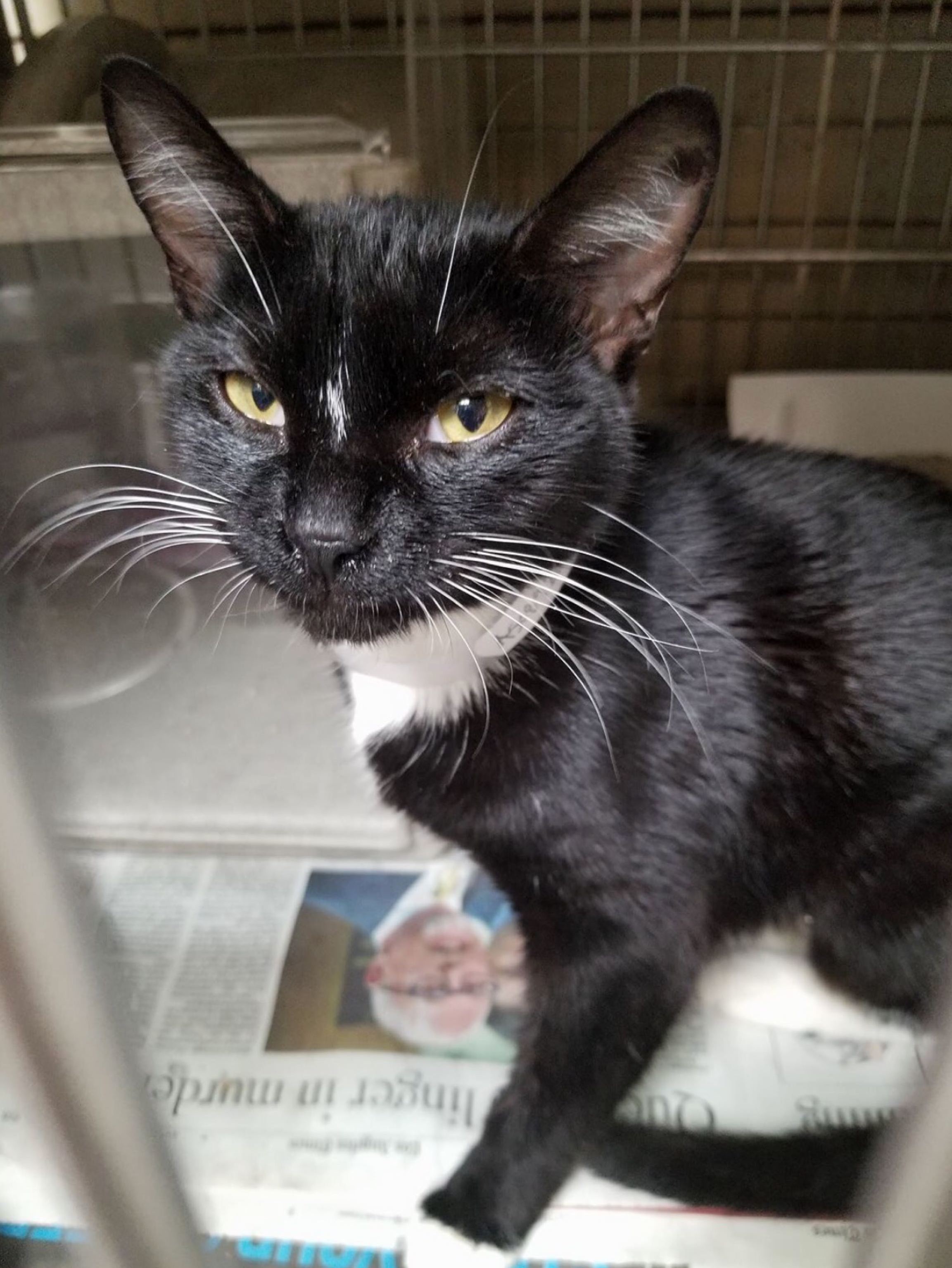 Sweet Mimi Has Three Hours Left at Downey Shelter