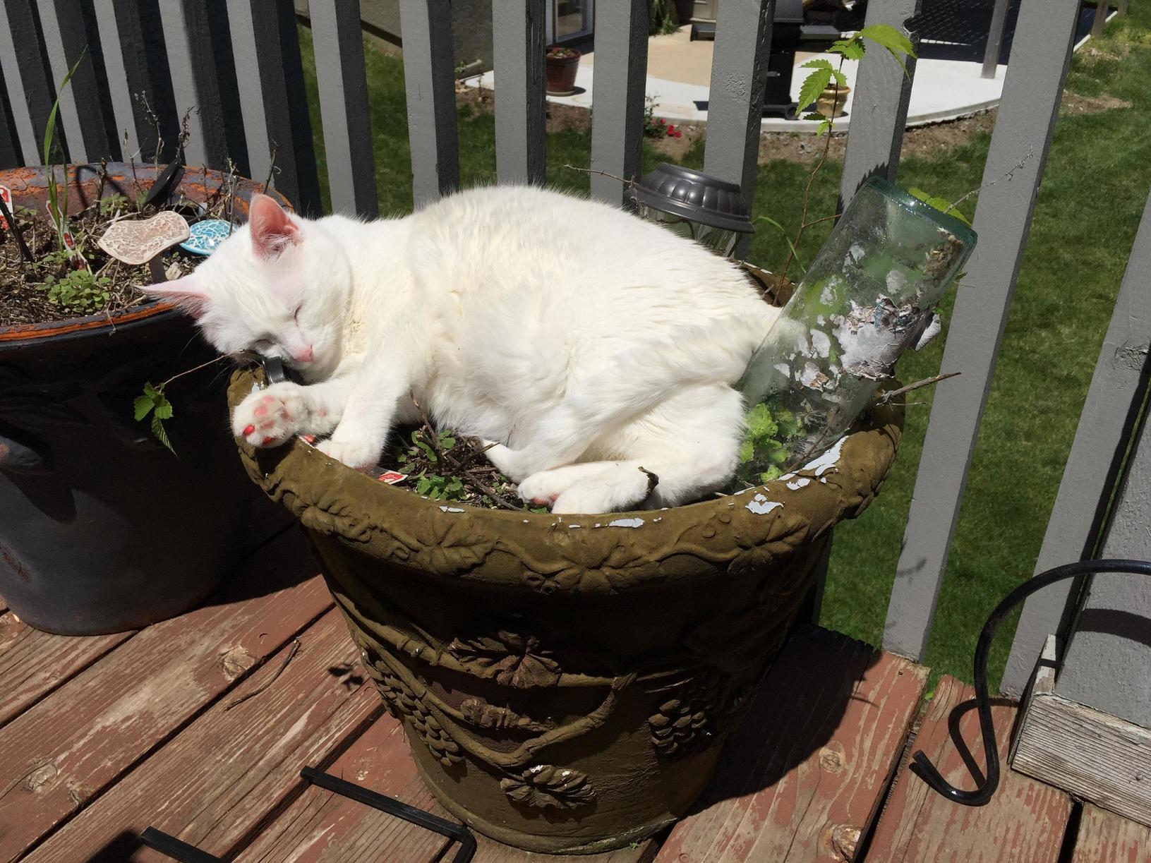 Taking a Quick Nap