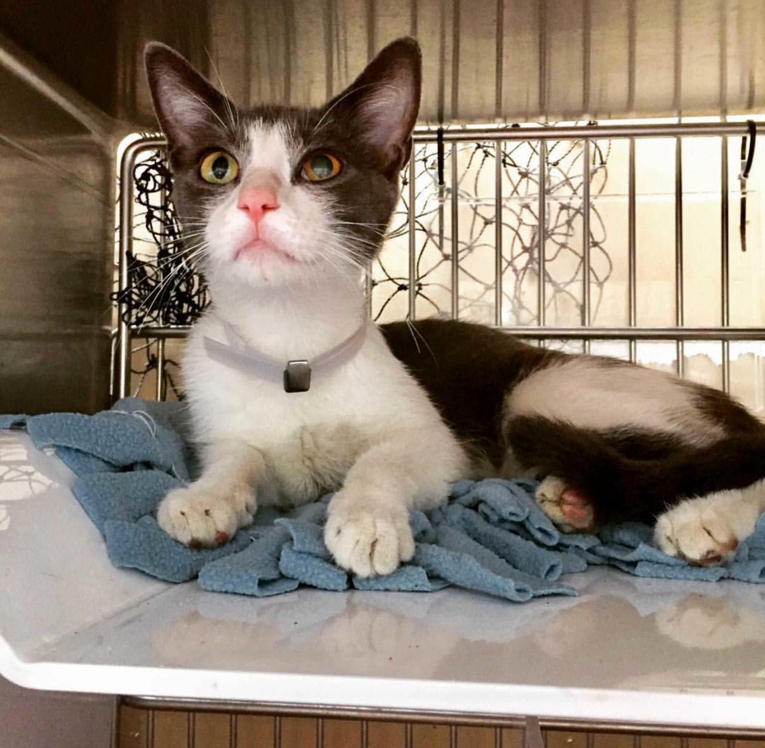 Taylor Has One More Day Left to Find a Forever Home