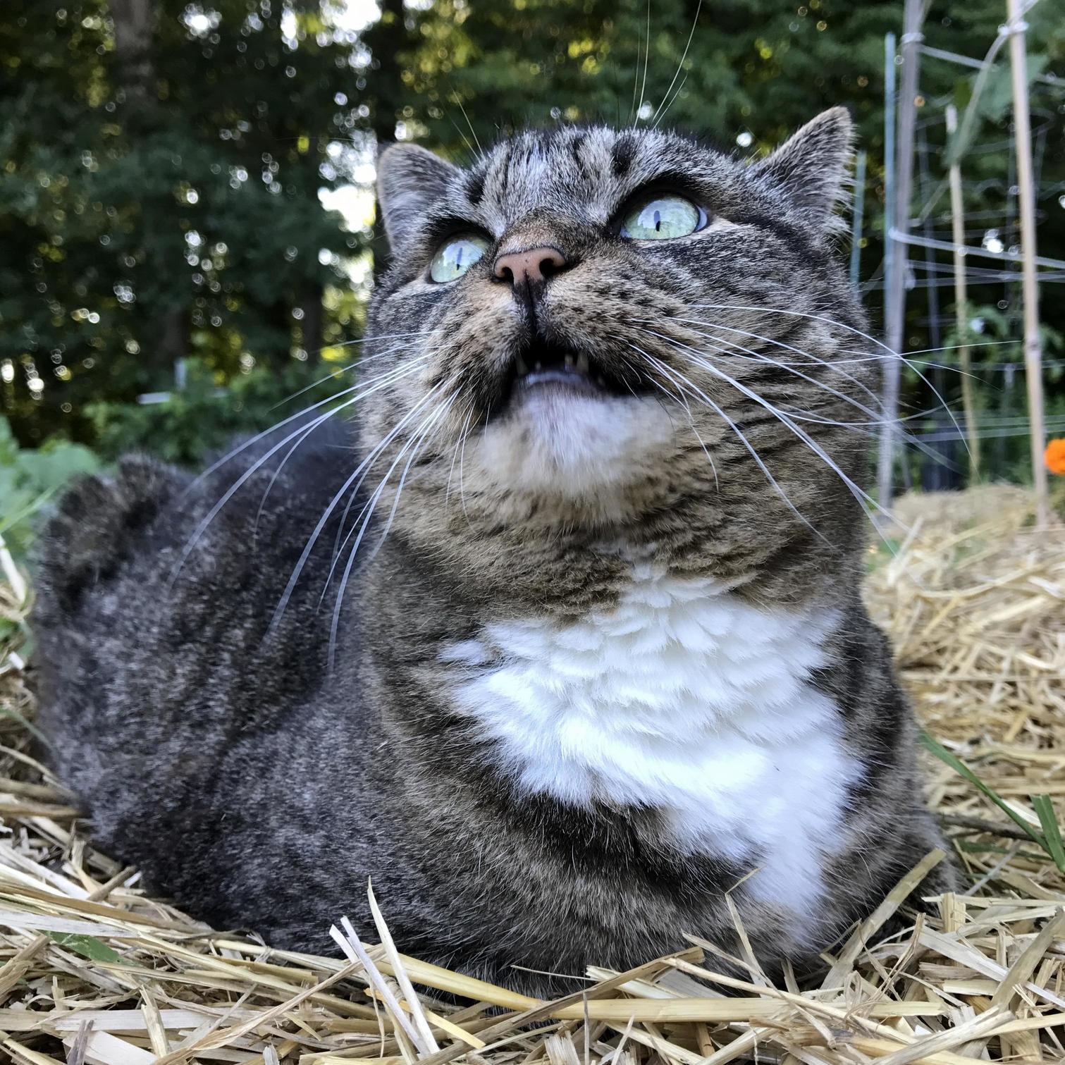 Teefies in the Garden
