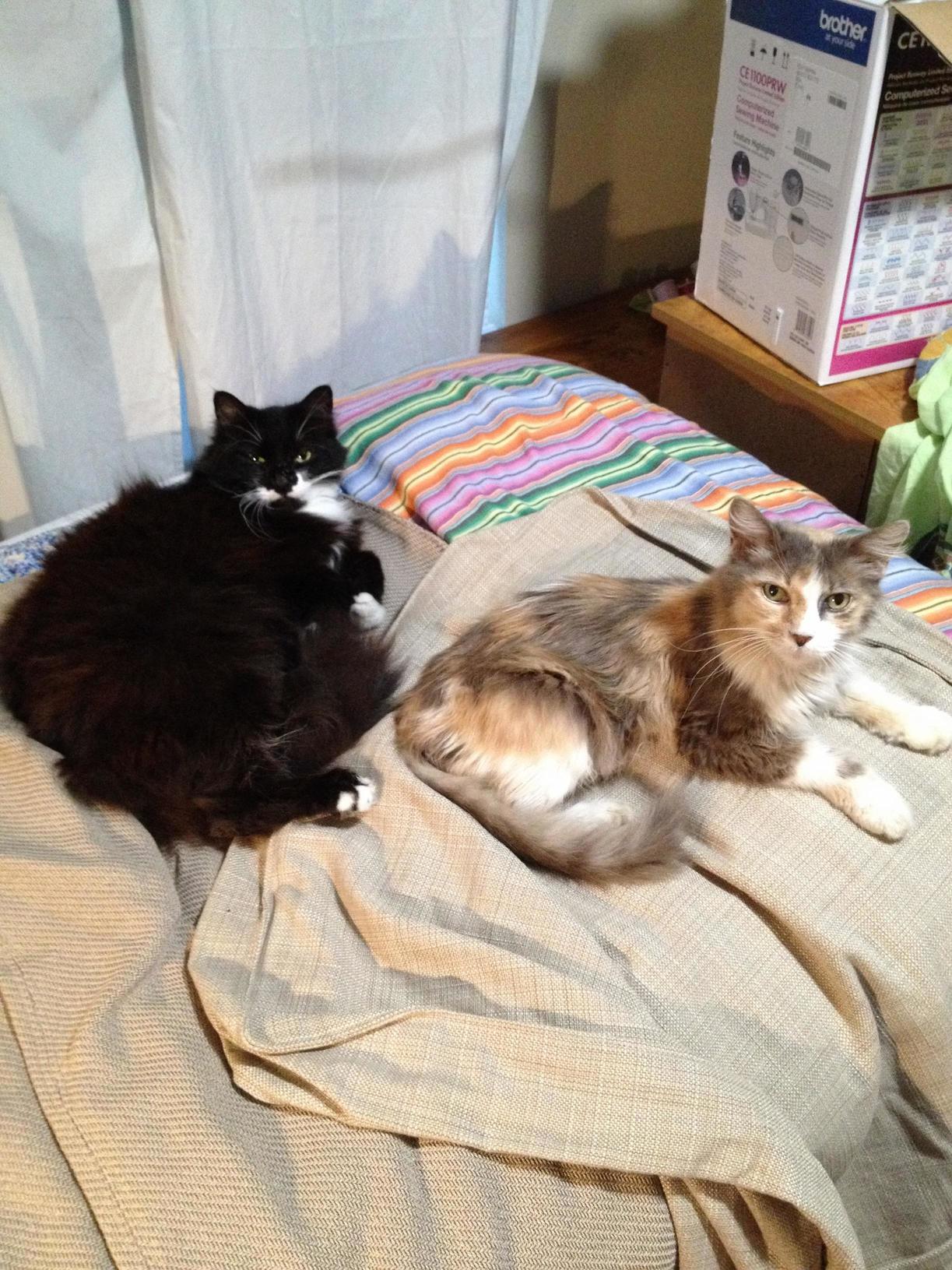 The Black One Has Been Working Her Way Closer to the Calico for Nine Years. This Is the Closest They Have Ever Been Without Fighting.
