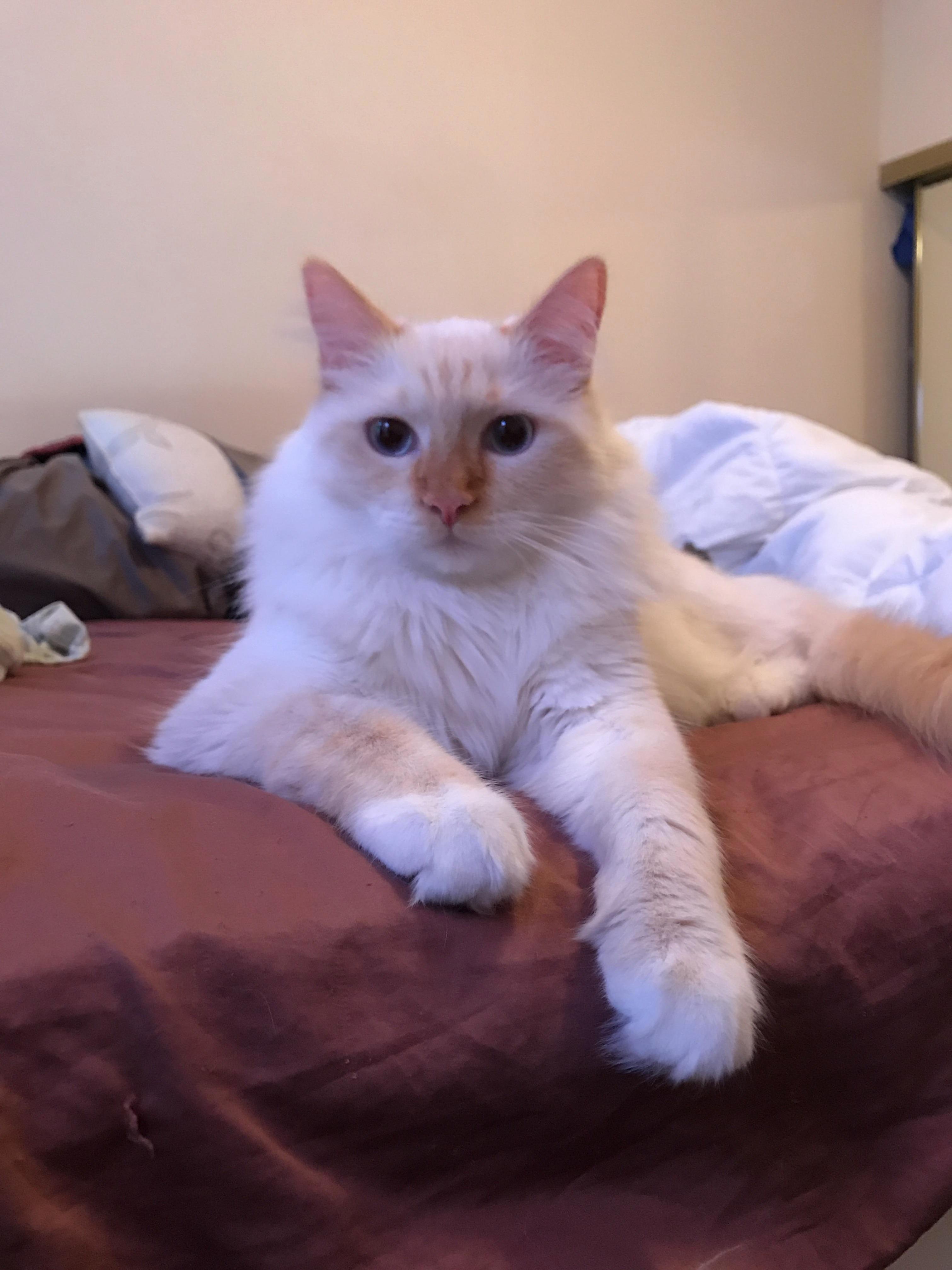 The Epitome of Regal