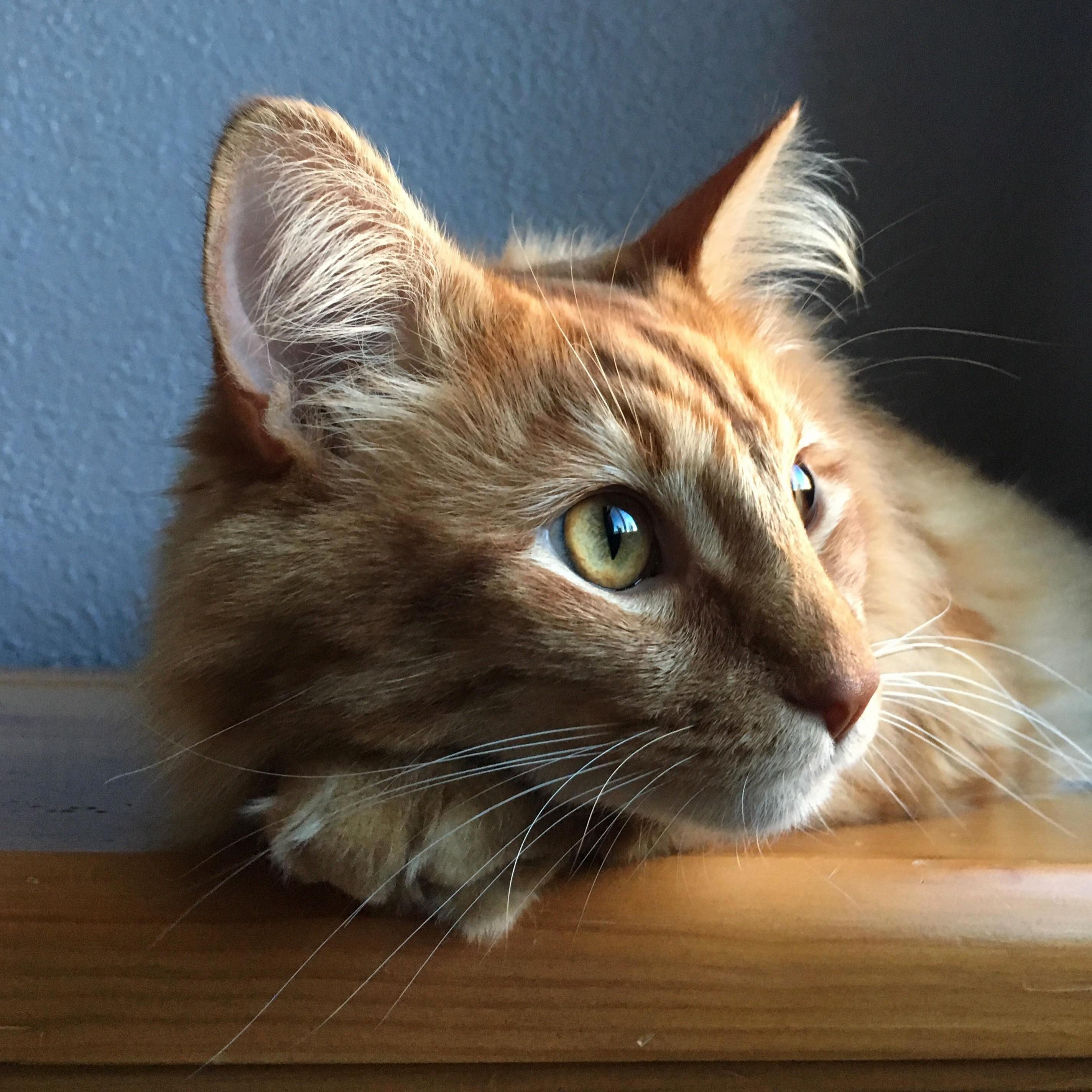 The Little Furs on His Ears Is Just Too Cute