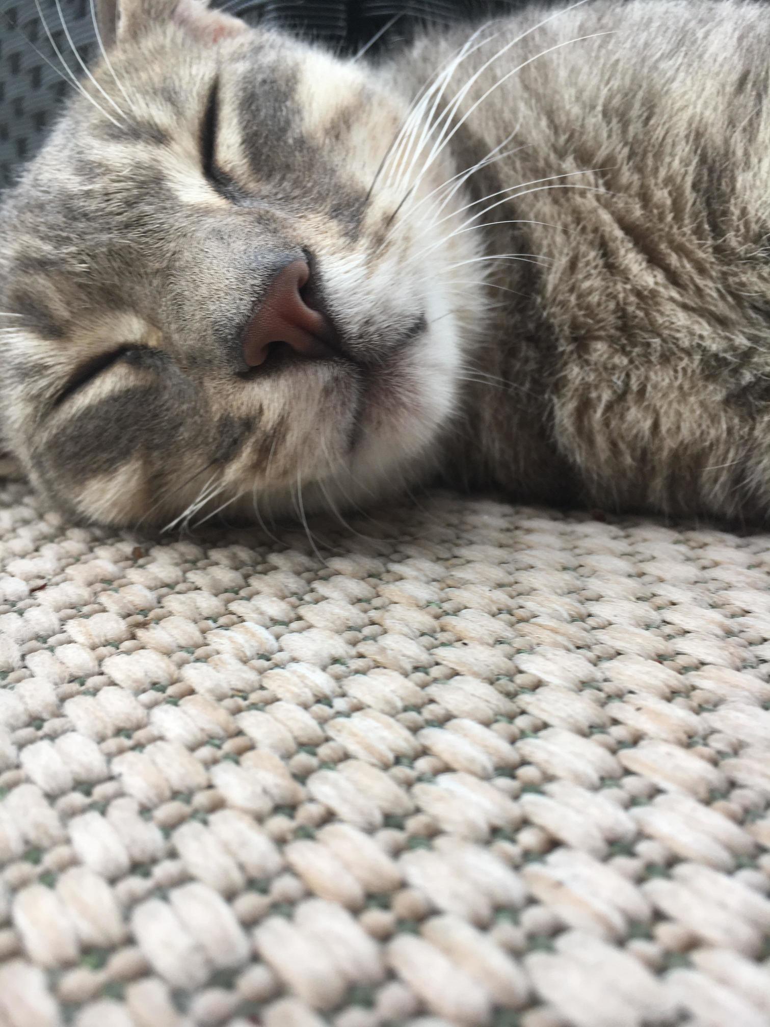 The Neighborhood Cat Let Me Take Pictures of Her Today.