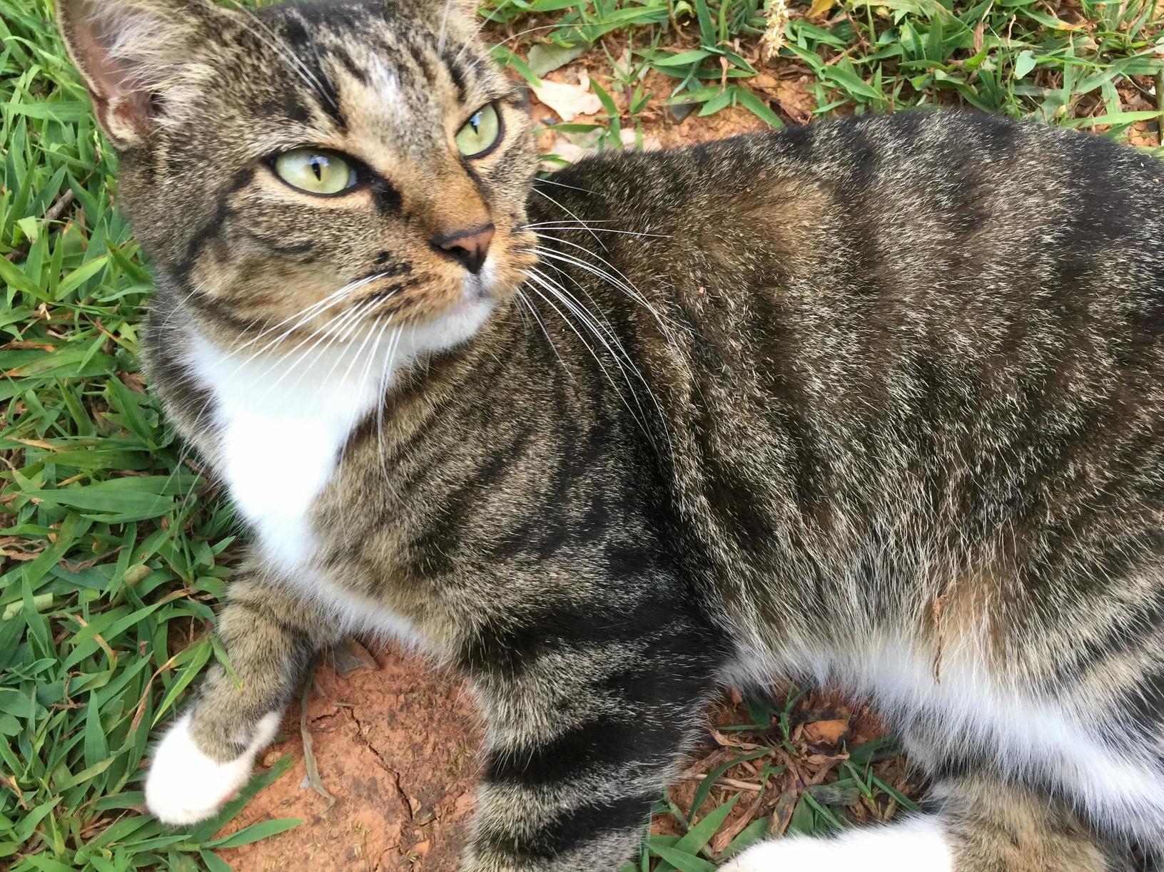 The Other Gorgeous Garden Kitty. Meet Big Foot