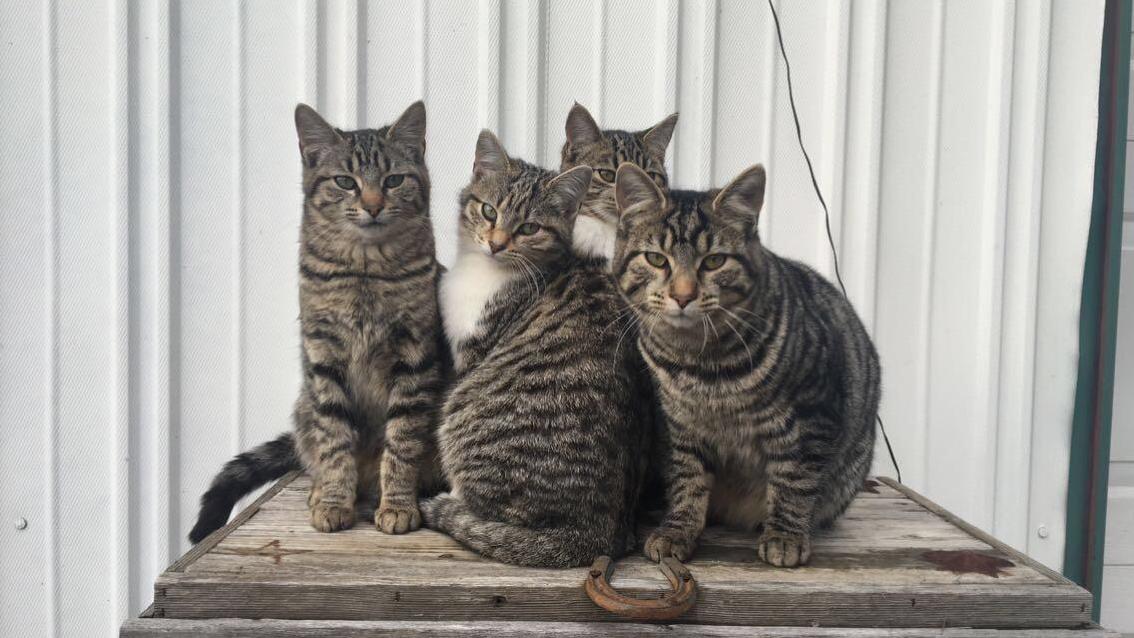 The Sweetest Barn Kitties in Kentucky