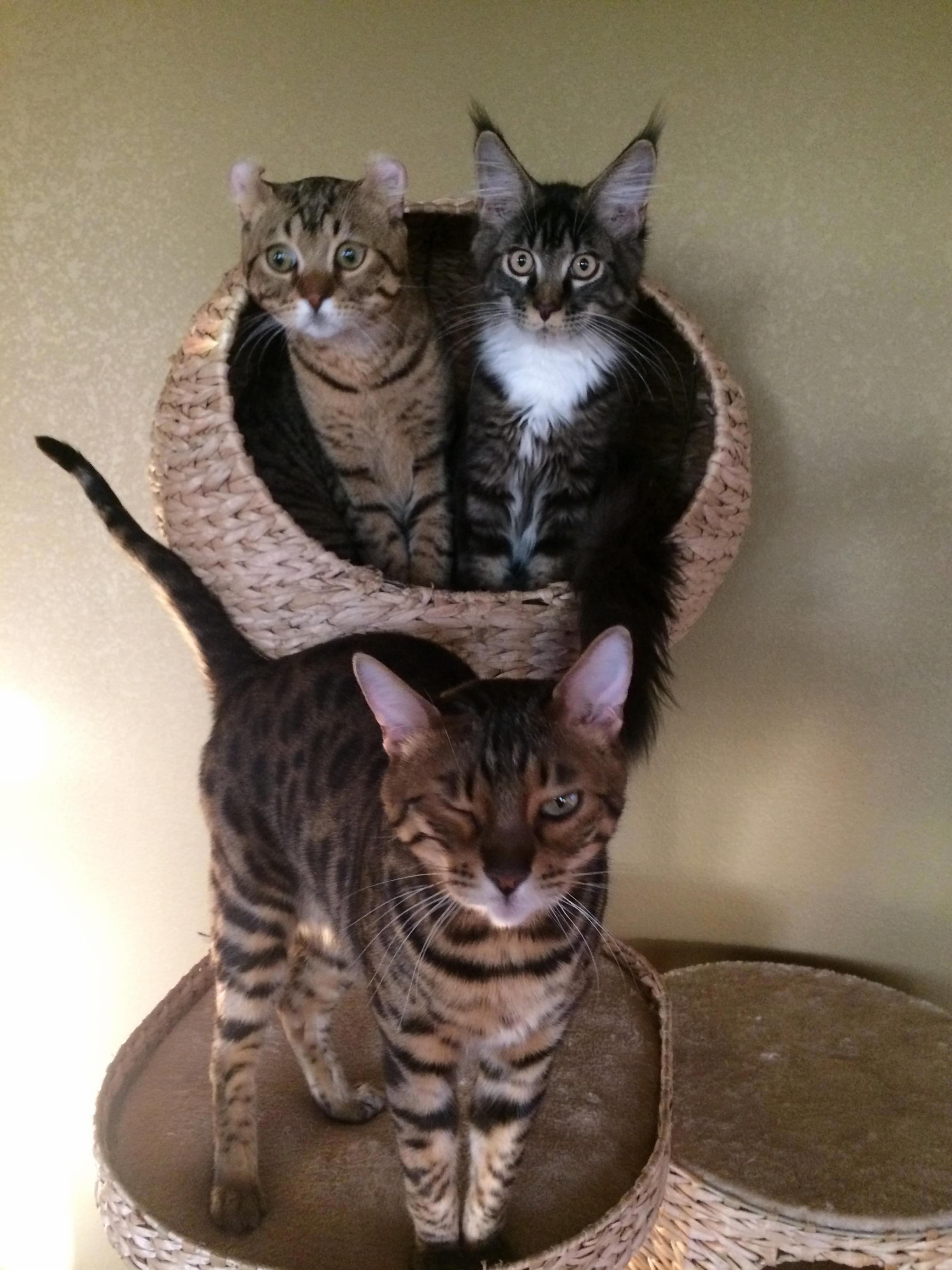 The Three Mouseketeers Enjoying the New Cat Tree.