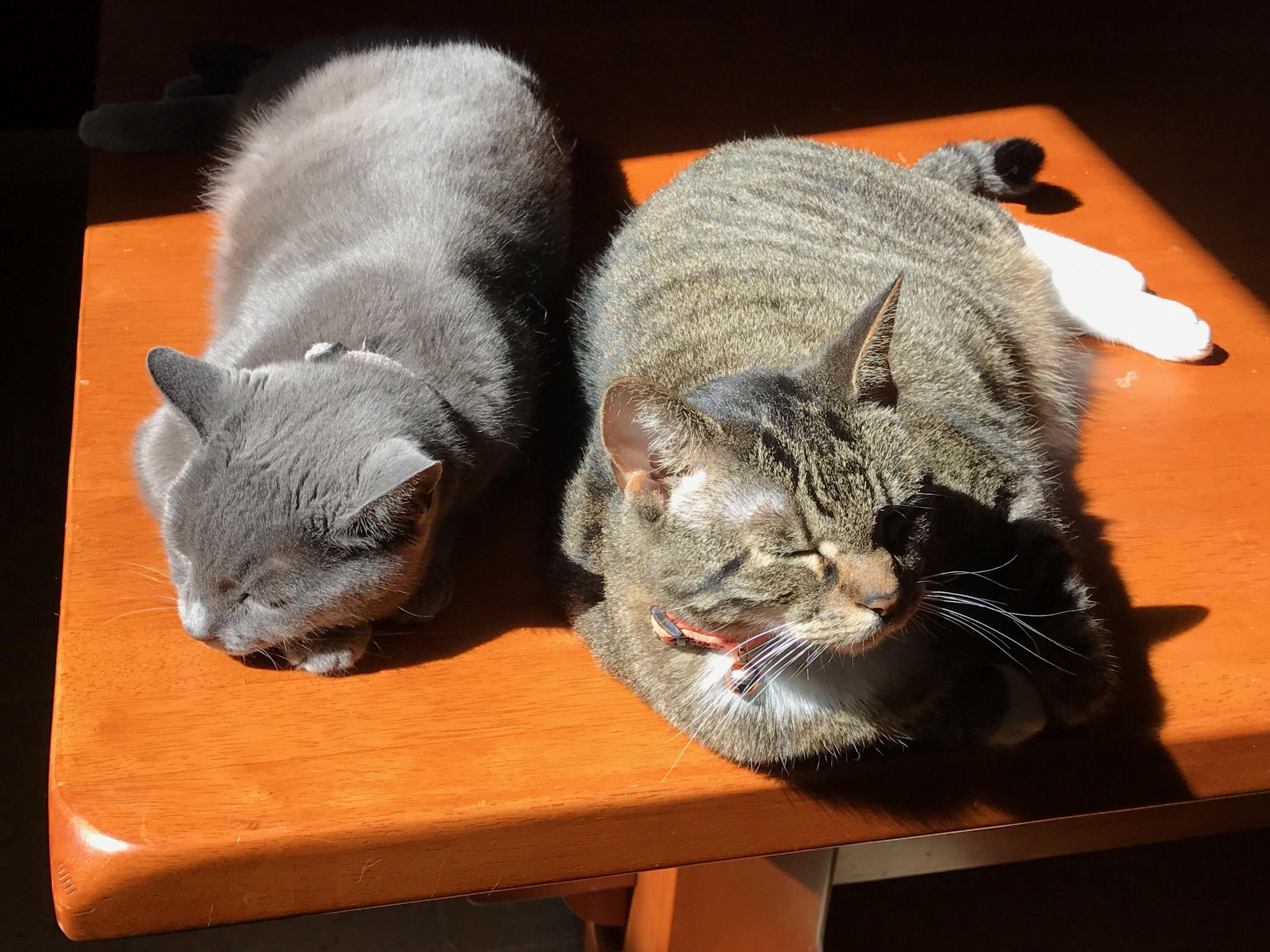 These Girls Usually Ignore Each Other but the Grey One Is Sick So Tabby Is Being Sweet