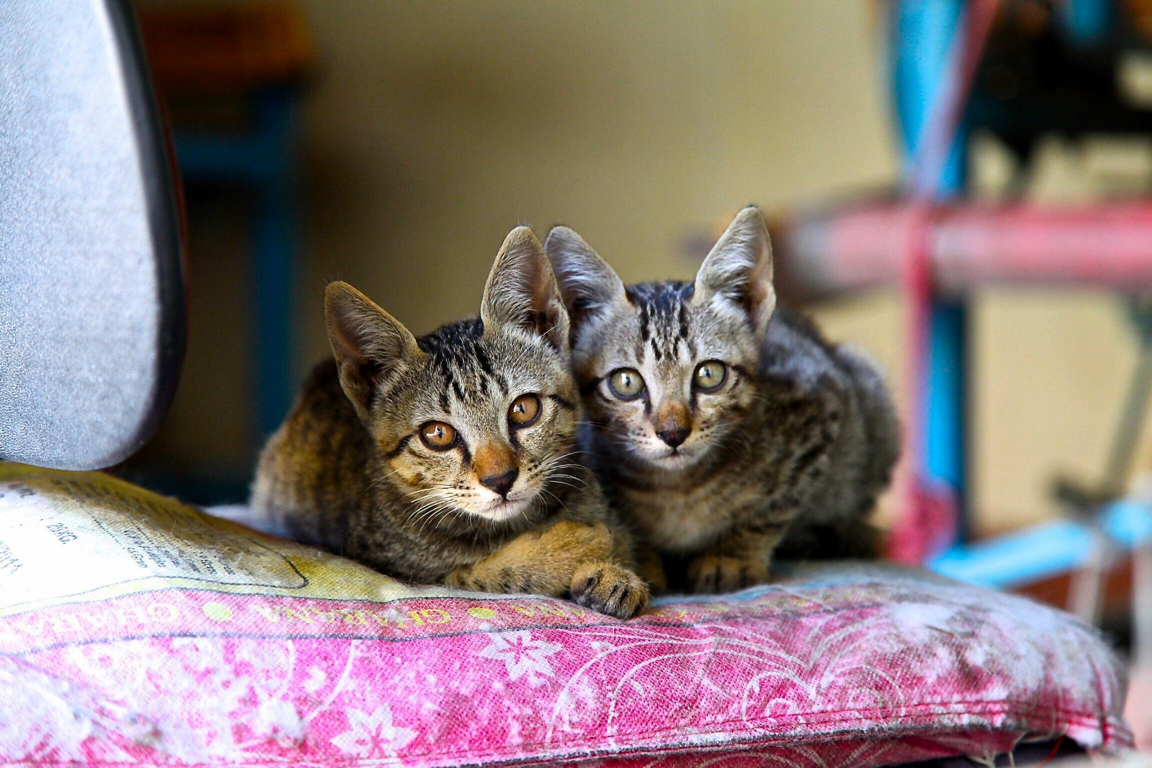 They Put the Cat in Kathmandu. Met These Two While Wandering Nepal.