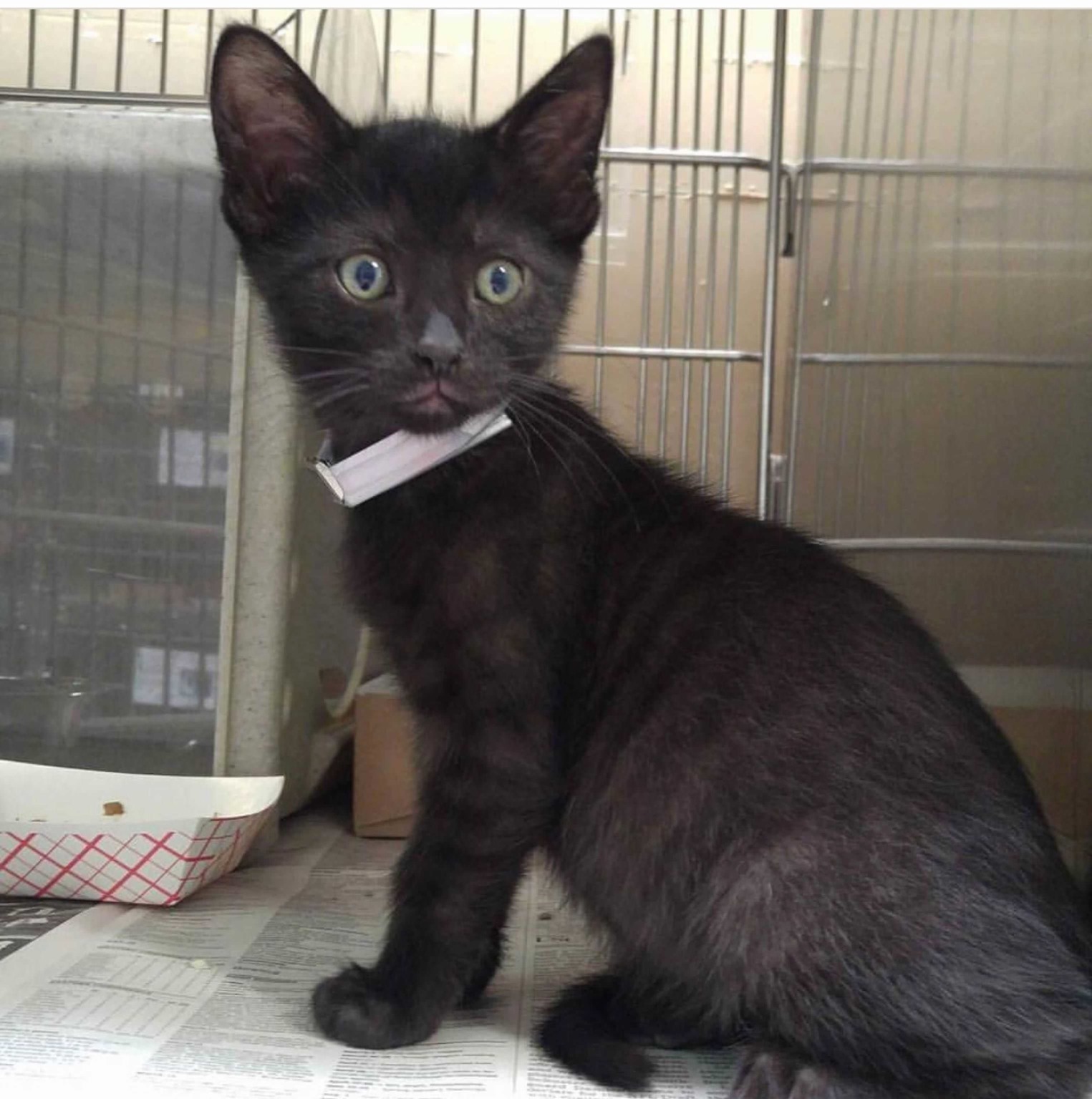 This Adorable Little Love Bug Is Looking for His Forever Home in La