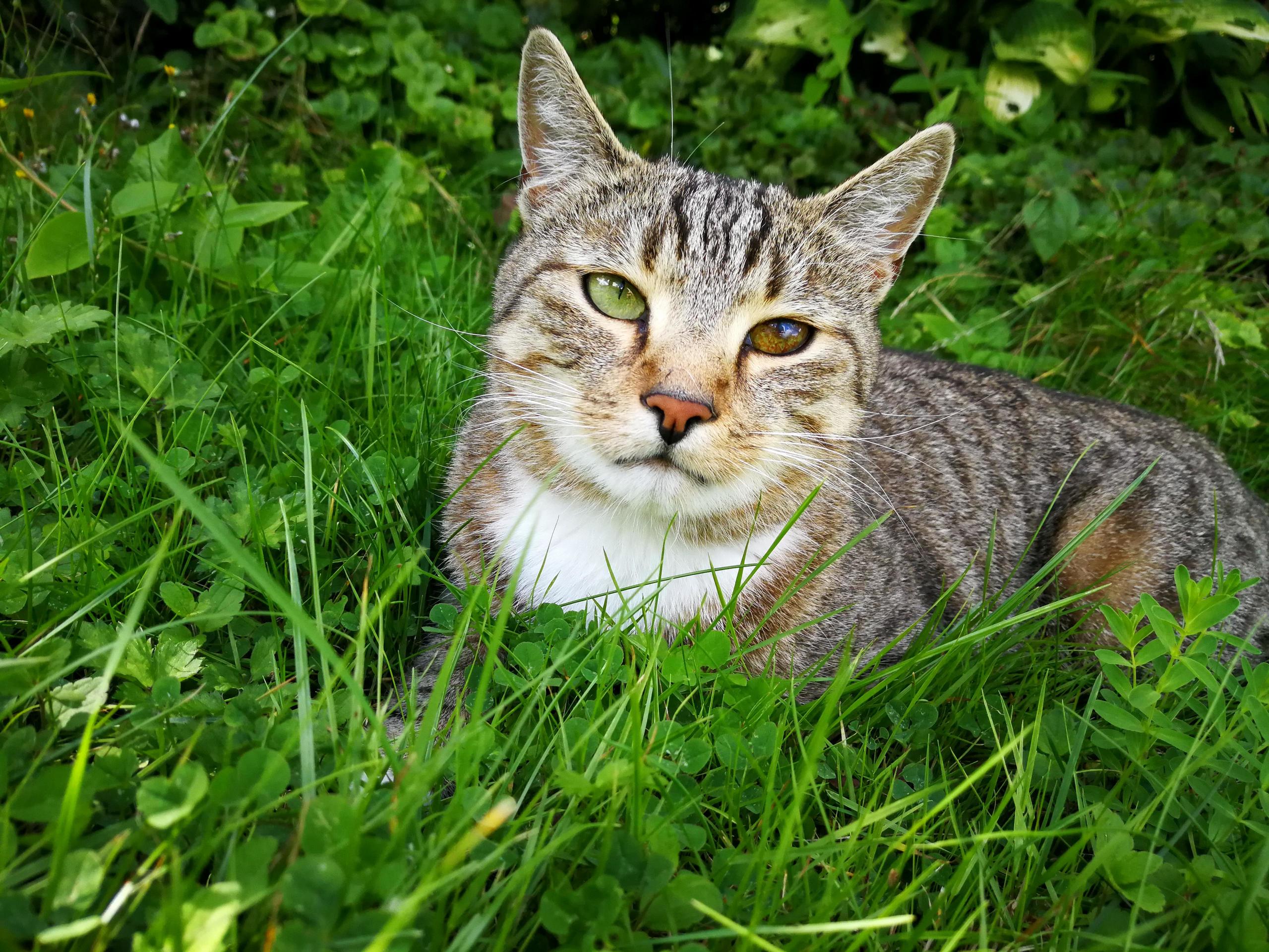 This Cool Cat from Our Neighbors.