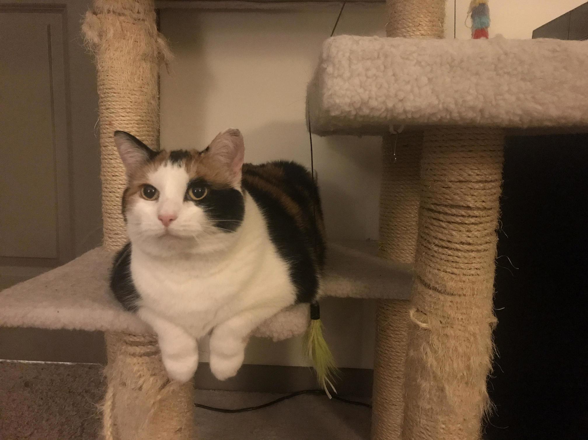 This Floofball Is 9 Years Old This Month. Love You Lucy