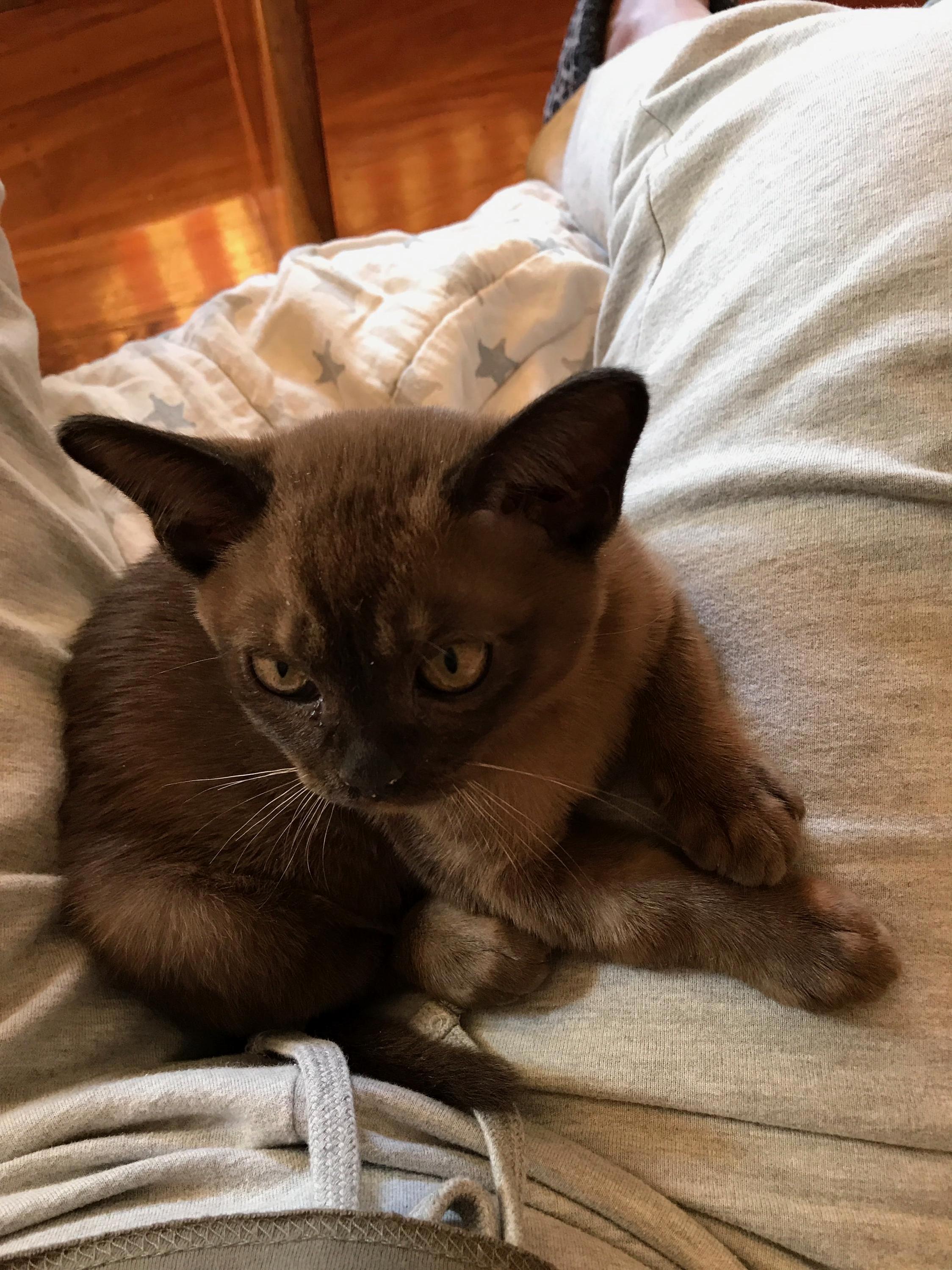 This Gorgeous Male Kitten Needs a Name Help