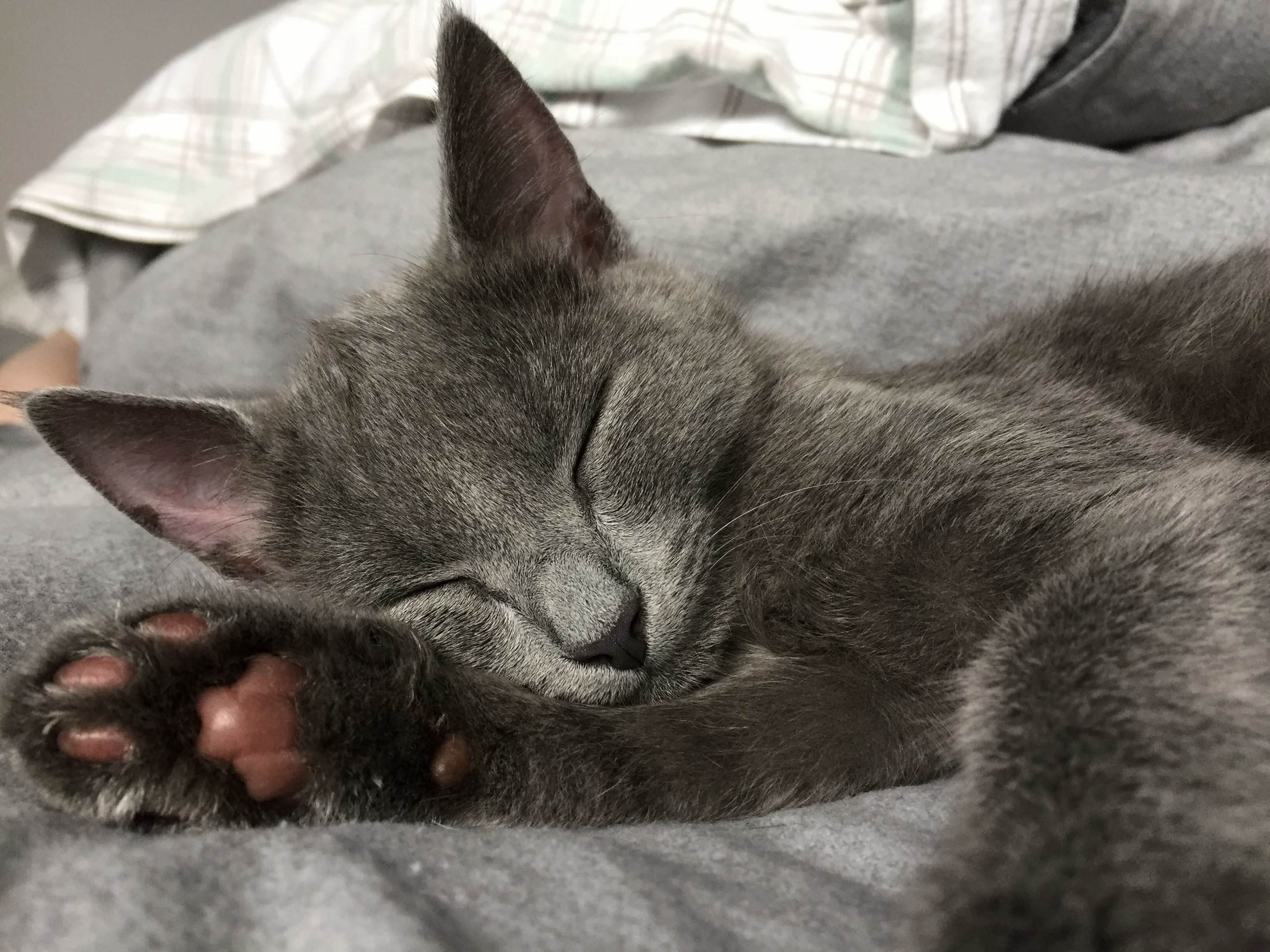 This Is Baby Sebastian