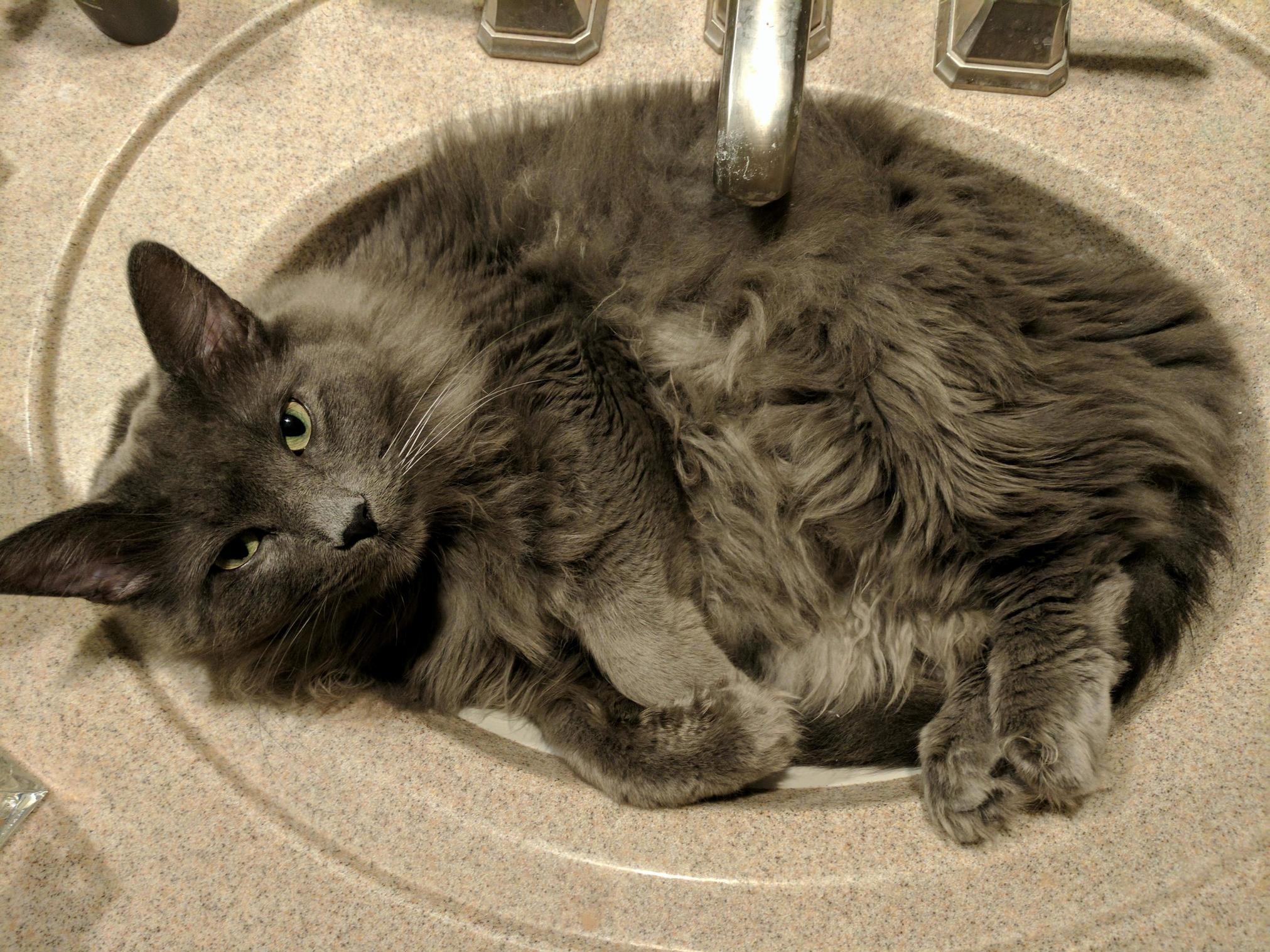 This Is Benny Hes Always Taking Up the Sink.