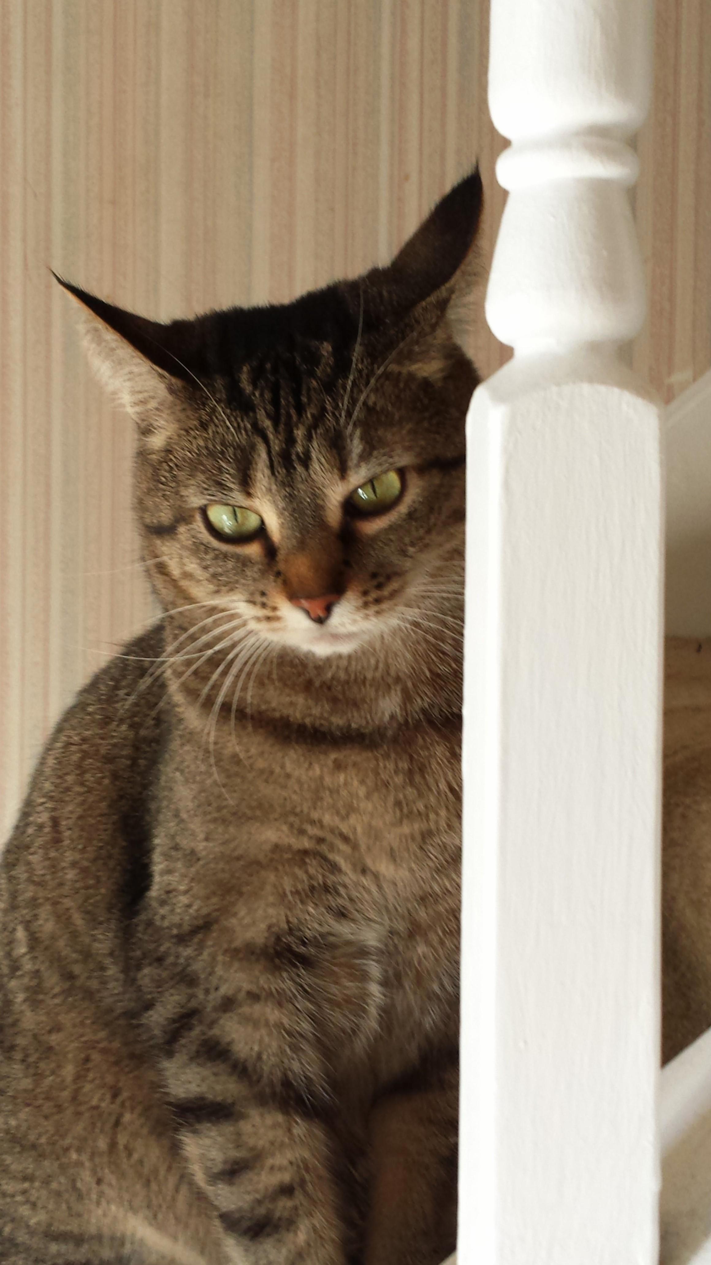This Is Emma She Likes to Sit on the Stairs and Play with Crinkled Up Paper Balls