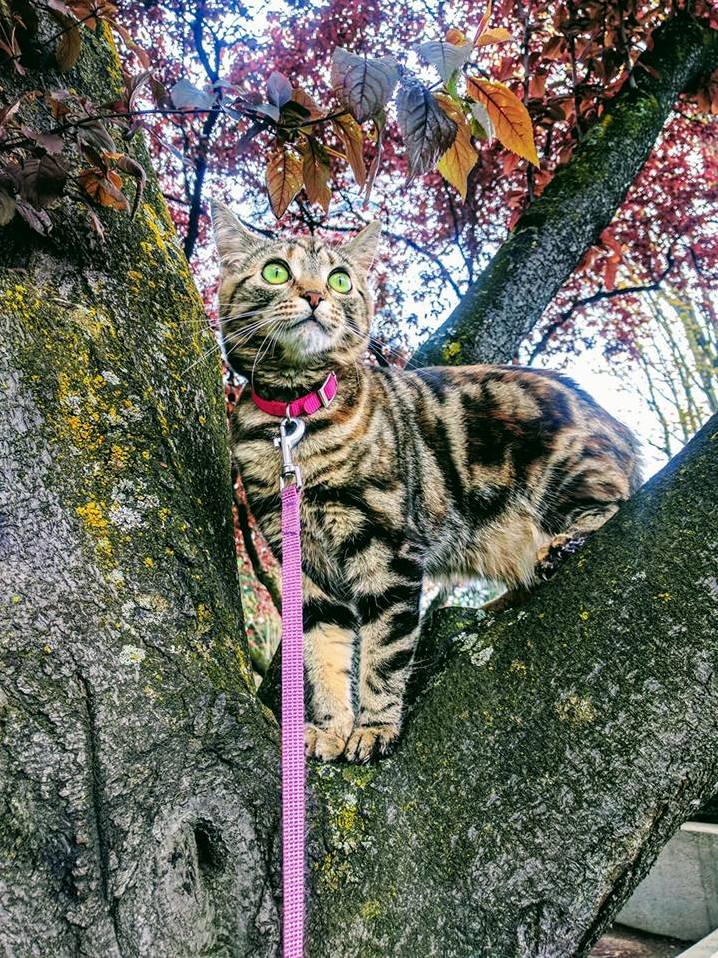 This Is Lil Baby. She Likes Trees.