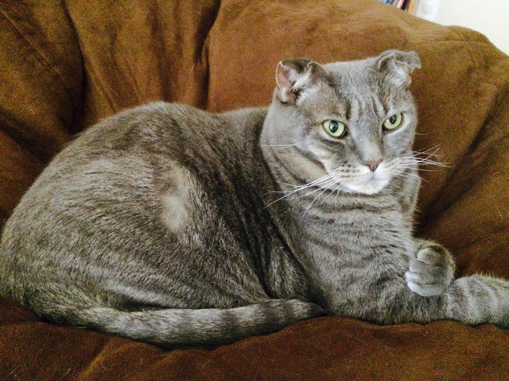 This Is Lily She Was Adopted and We Were Told She Was an American Shorthair but Her Ears Curled Forward After About a Year. Any Thoughts