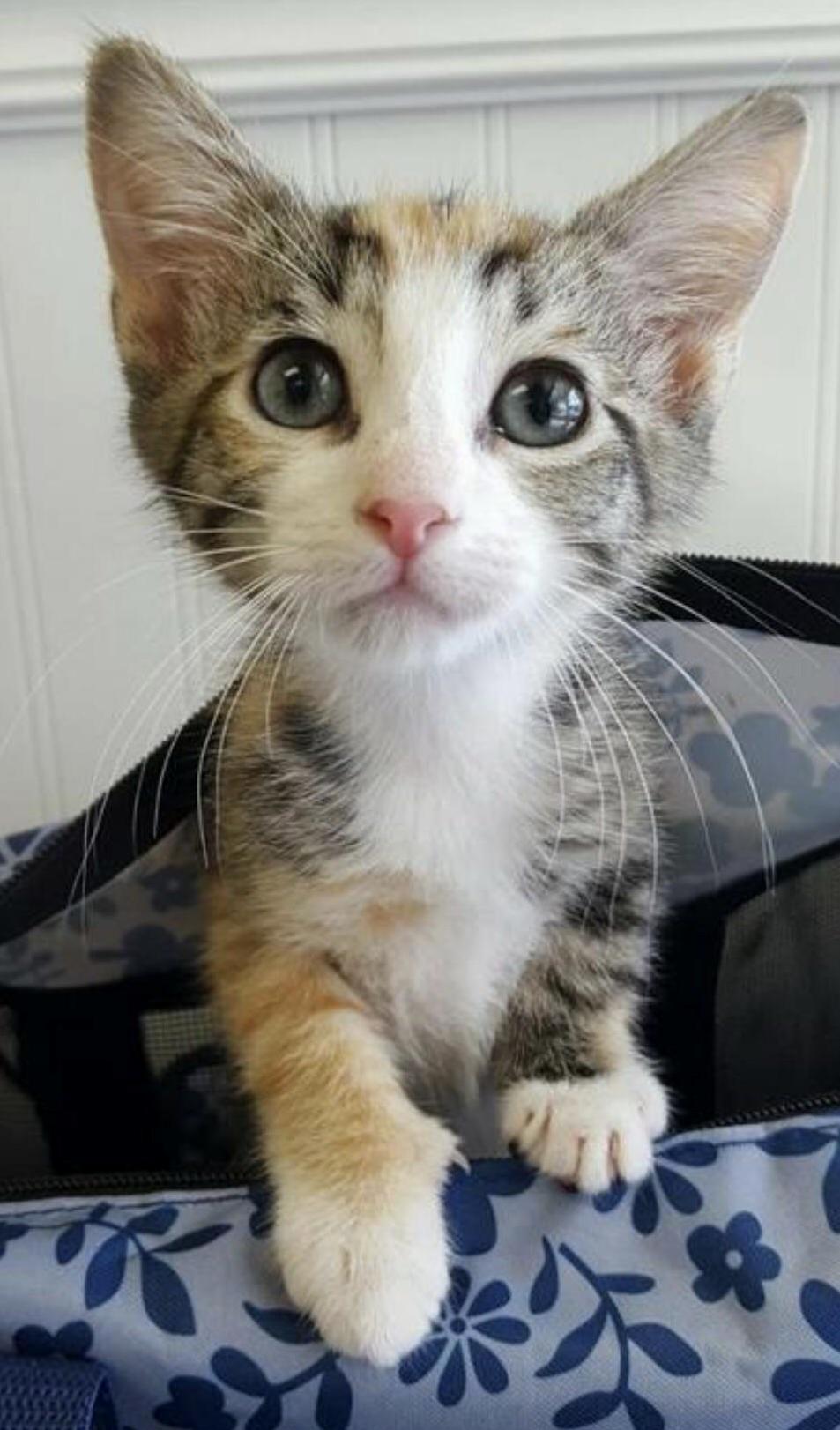 This Is Little Luna. She Found a New Home with Me Yesterday
