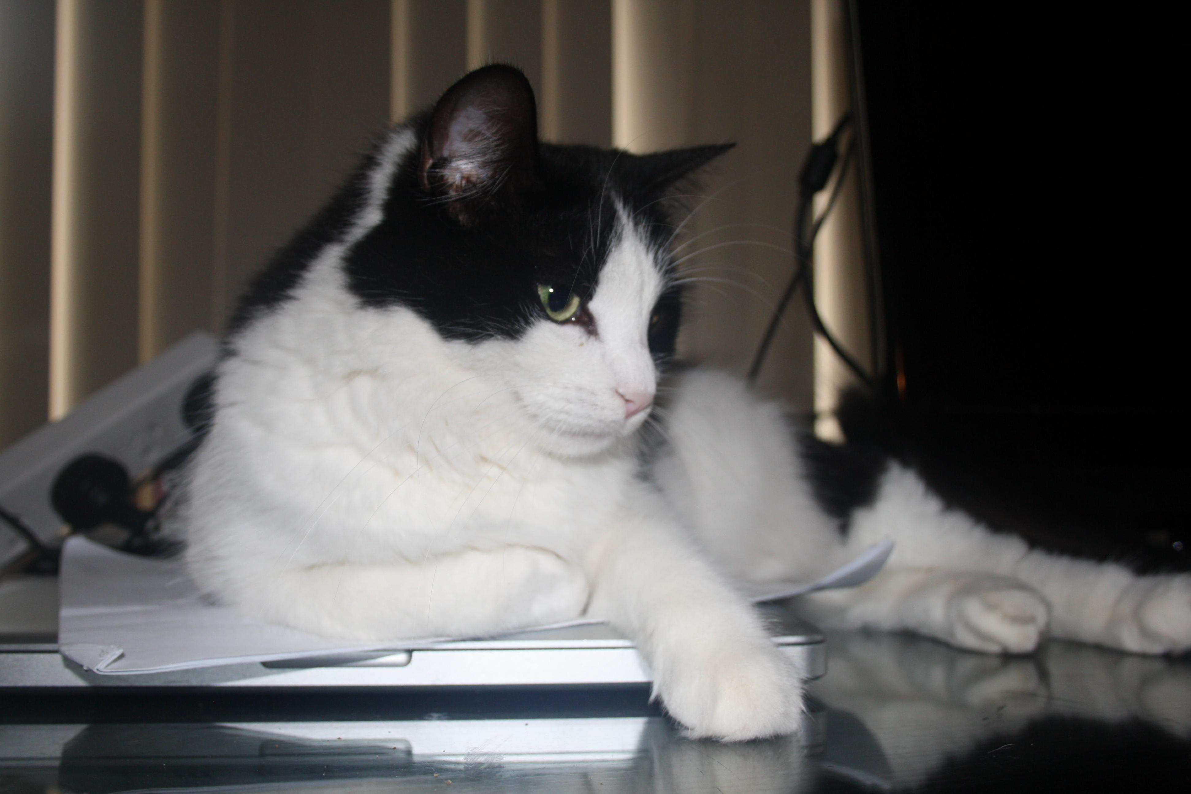 This Is Mishka Shes Very Fond of Swiping at Feet from Underneath Things.