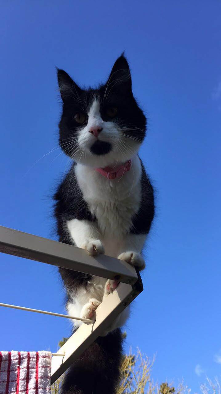 This Is Molly