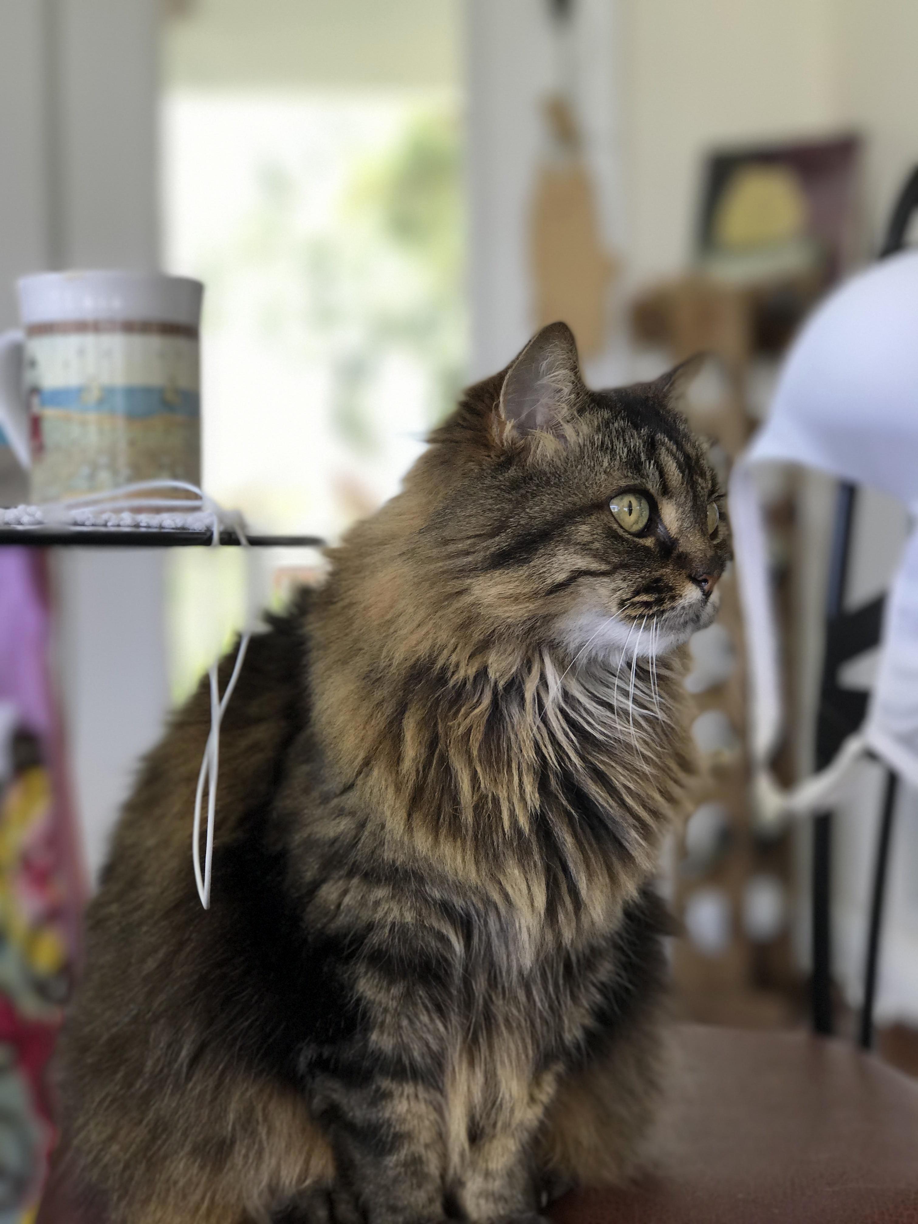 This Is My Girlfriends Cat Fluffy. She Is 15 Years Old and Im Happy I Ve Been Able to Spend the Last 3 Years with and Hope to Spend Many More.