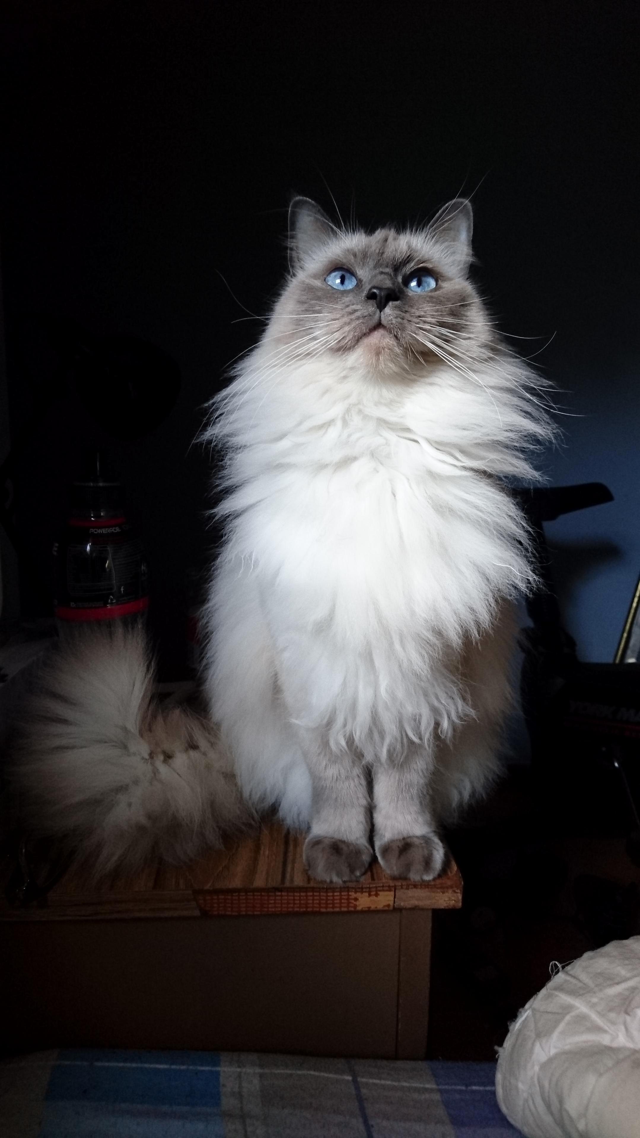 This Is My Kitty Rocky Shes 3 but Ive Only Had Her for a Month I Love Her She Is My Baby I Love Her