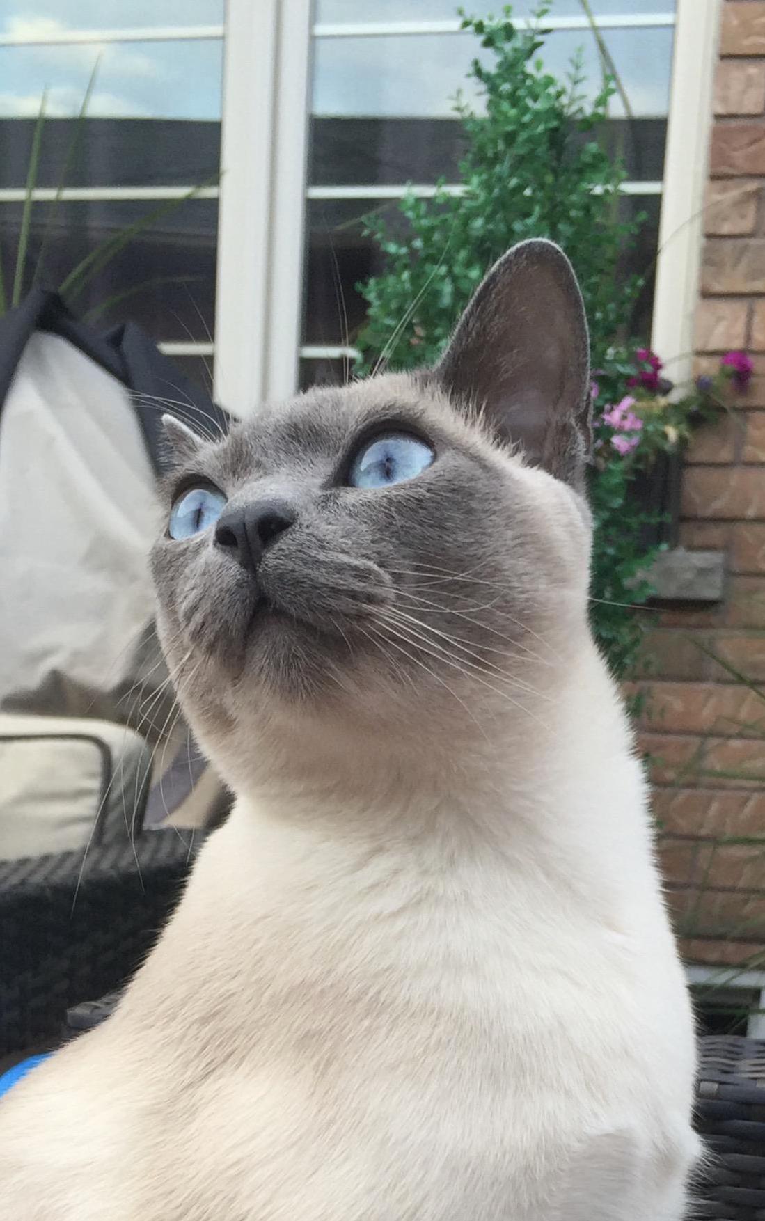 This Is Our Cat Nutmeg a Male Tonkinese