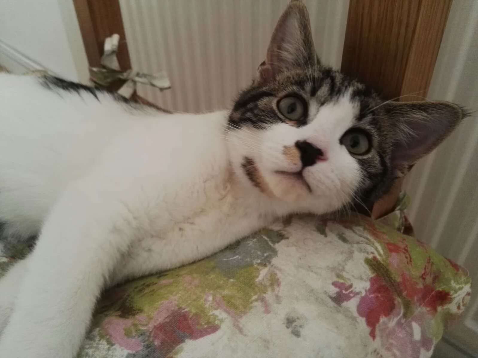 This Is Pretzel. He Doesnt Appreciate Being Woken Up.