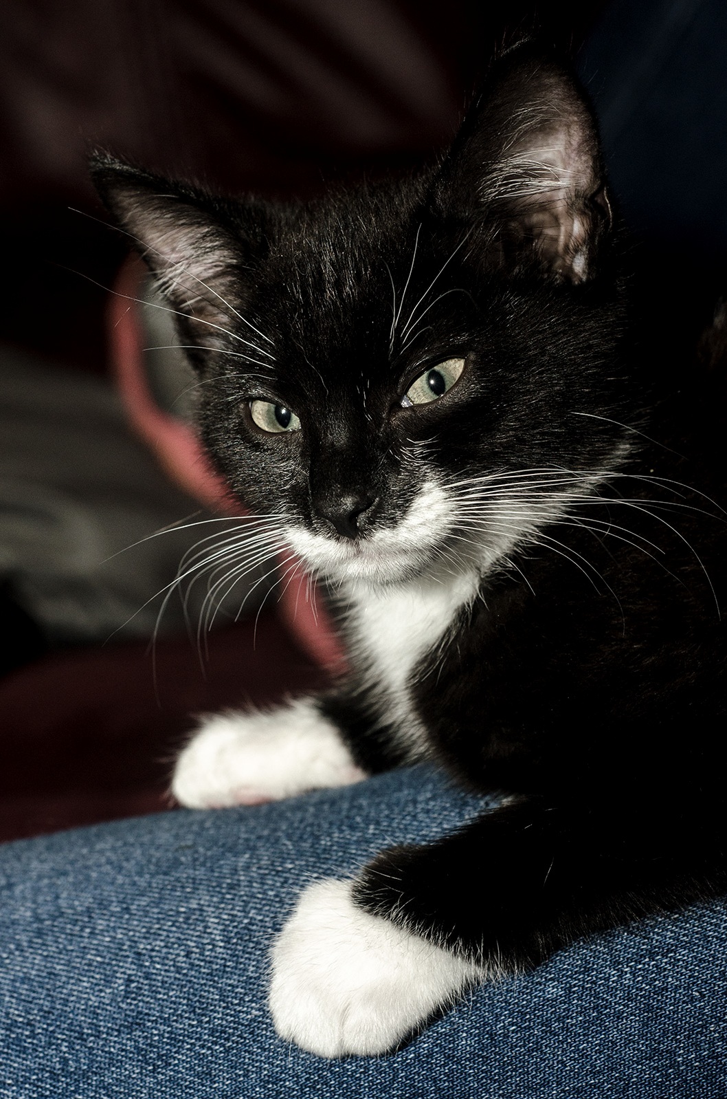 This Is Quincy One of Two Kittens That My Wife and I Rescued This Weekend