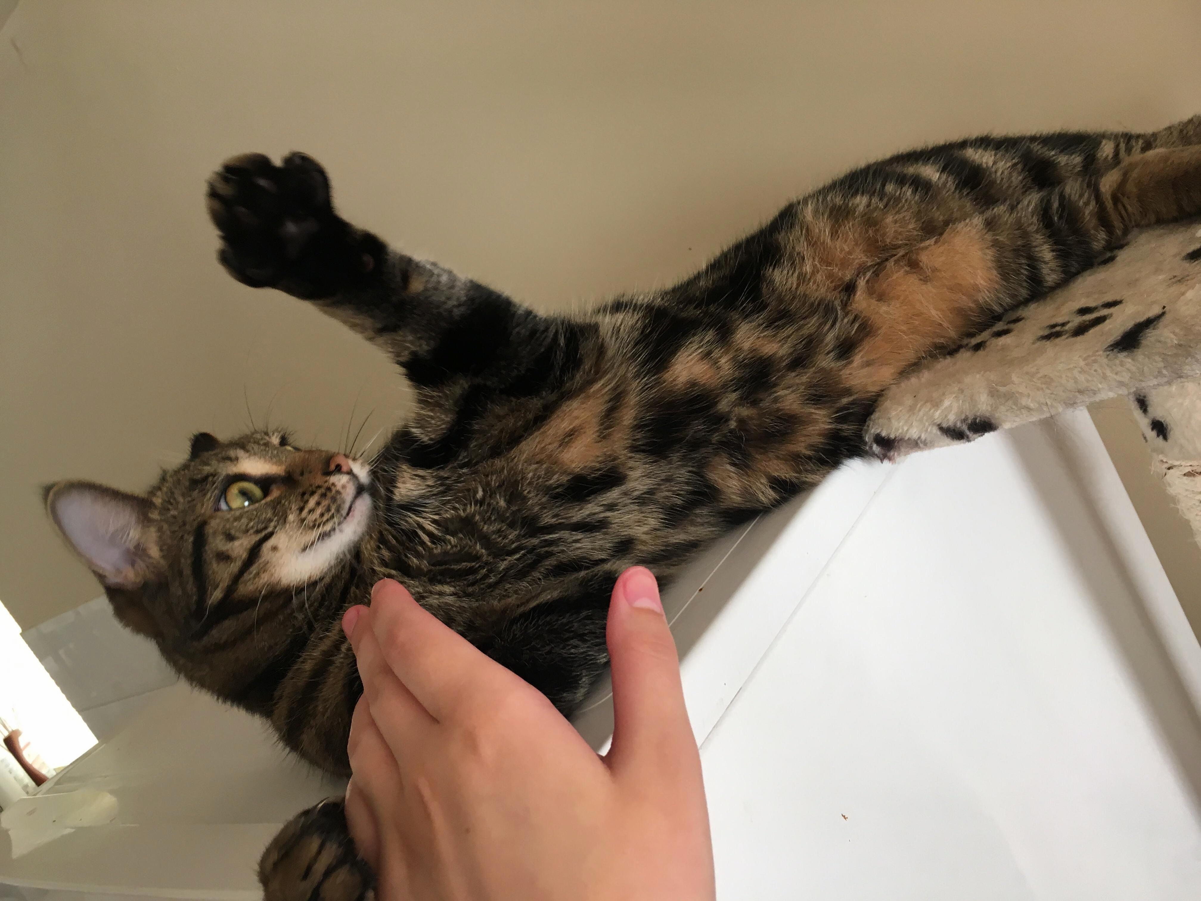 This Is Roscoe. Hes a Bit Odd.