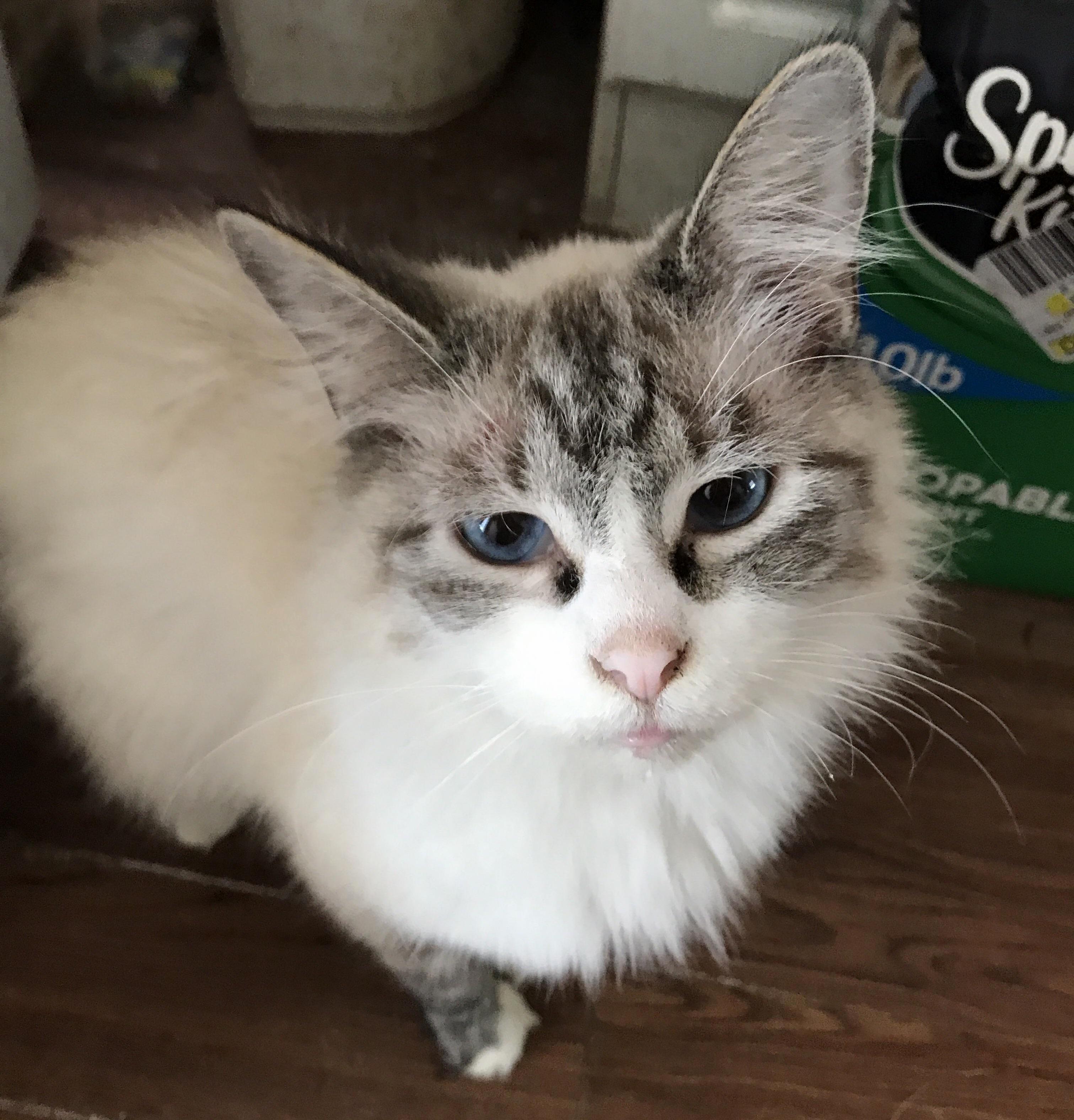 This Is Yang. Hes One of My Boyfriends Cats.