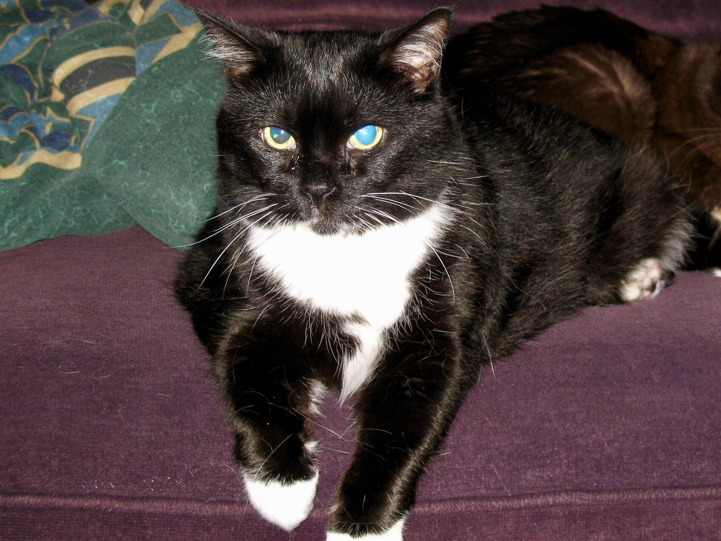 This Week I Said Goodbye to My Best Friend of the Last 18 Years. She Was Completely Feral When I Rescued Her and I Was Proud to Earn Her Trust and Love. I Miss You Zumbi
