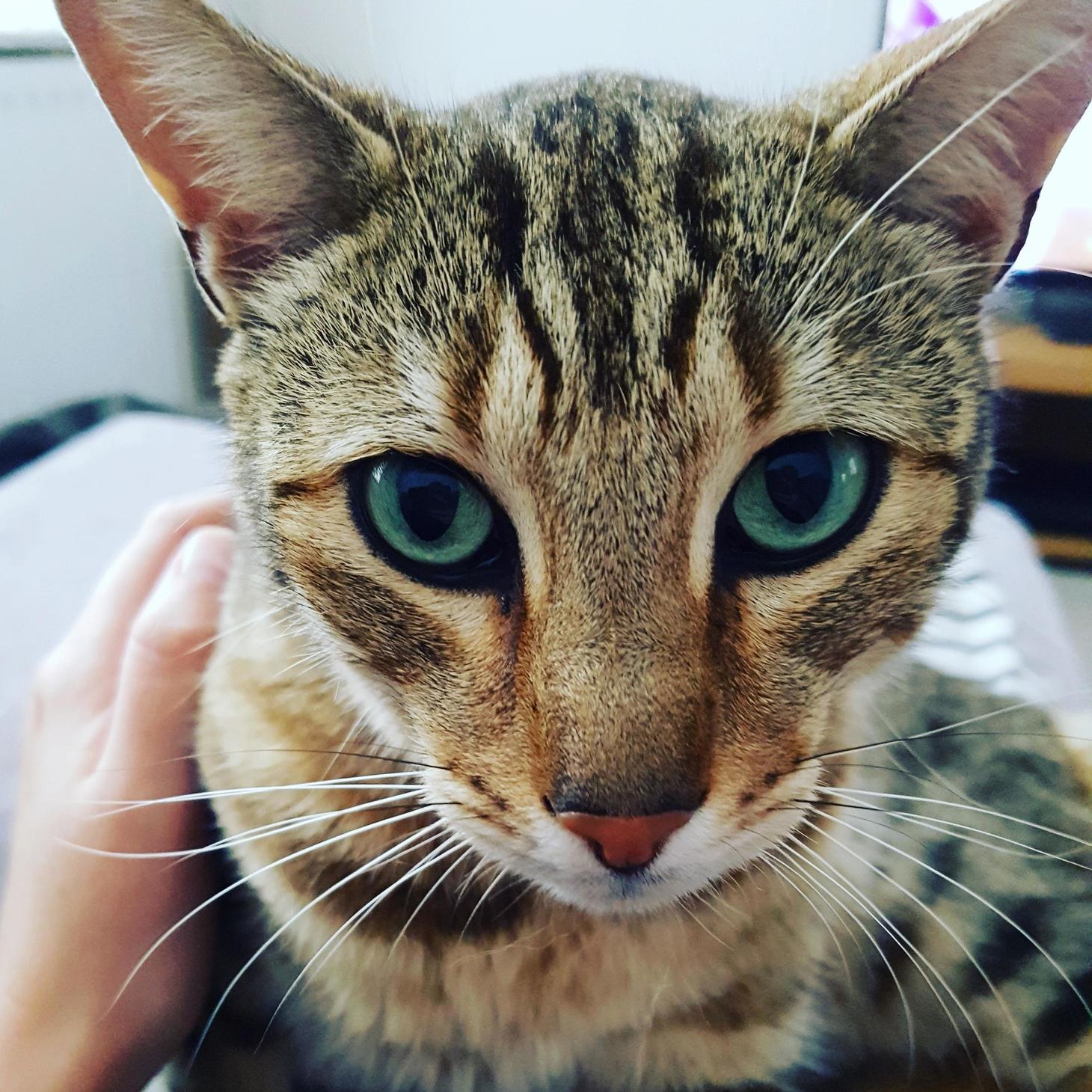 Those Eyes. My Handsome Boy Archie