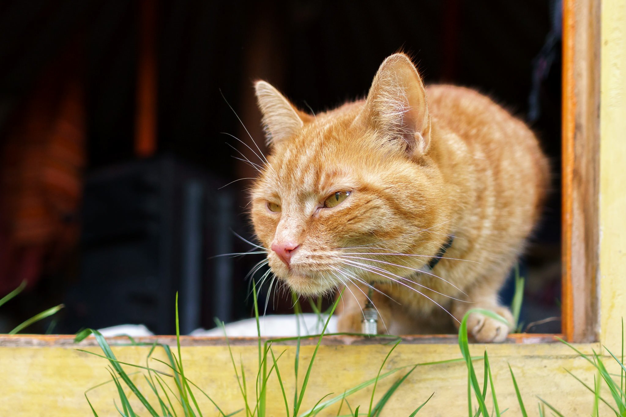 Tiger Saw a Dog in Her Territory