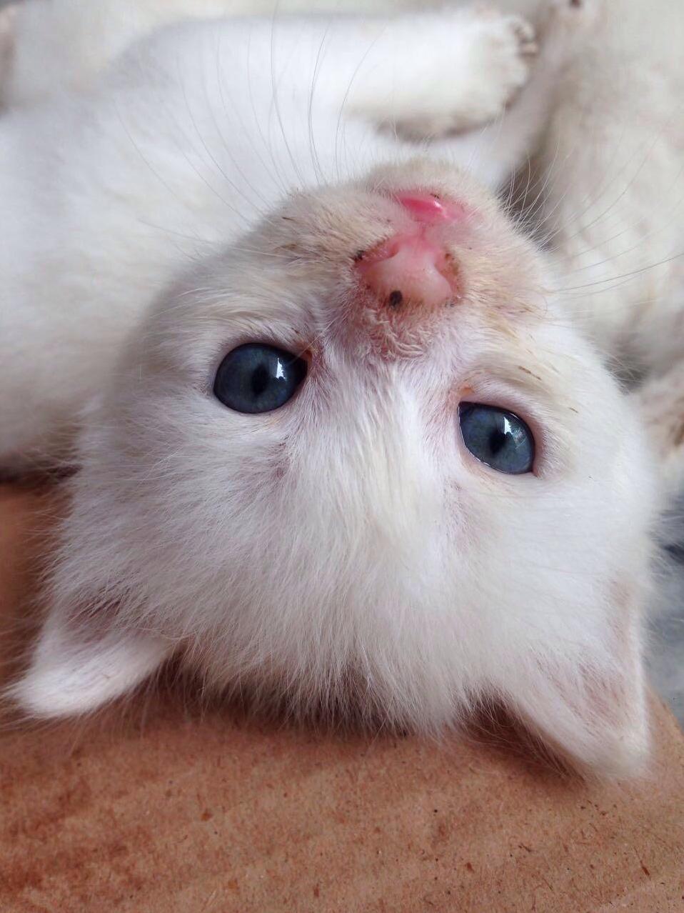 Tiny Blep